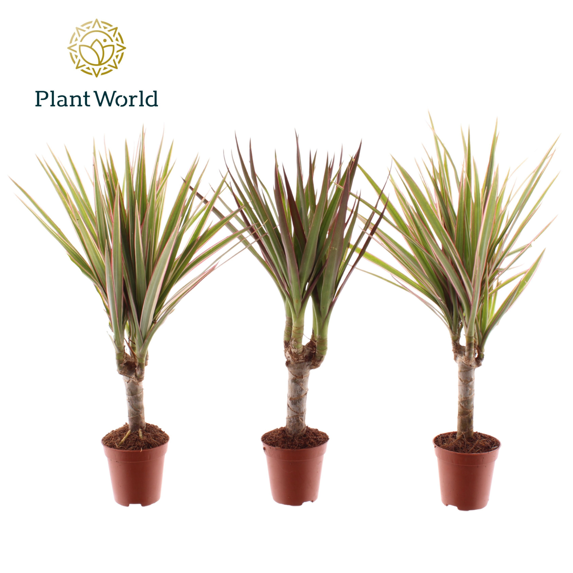 Tiny Tummy Dracaena Magenta & Bicolor mix, D 5,5 cm