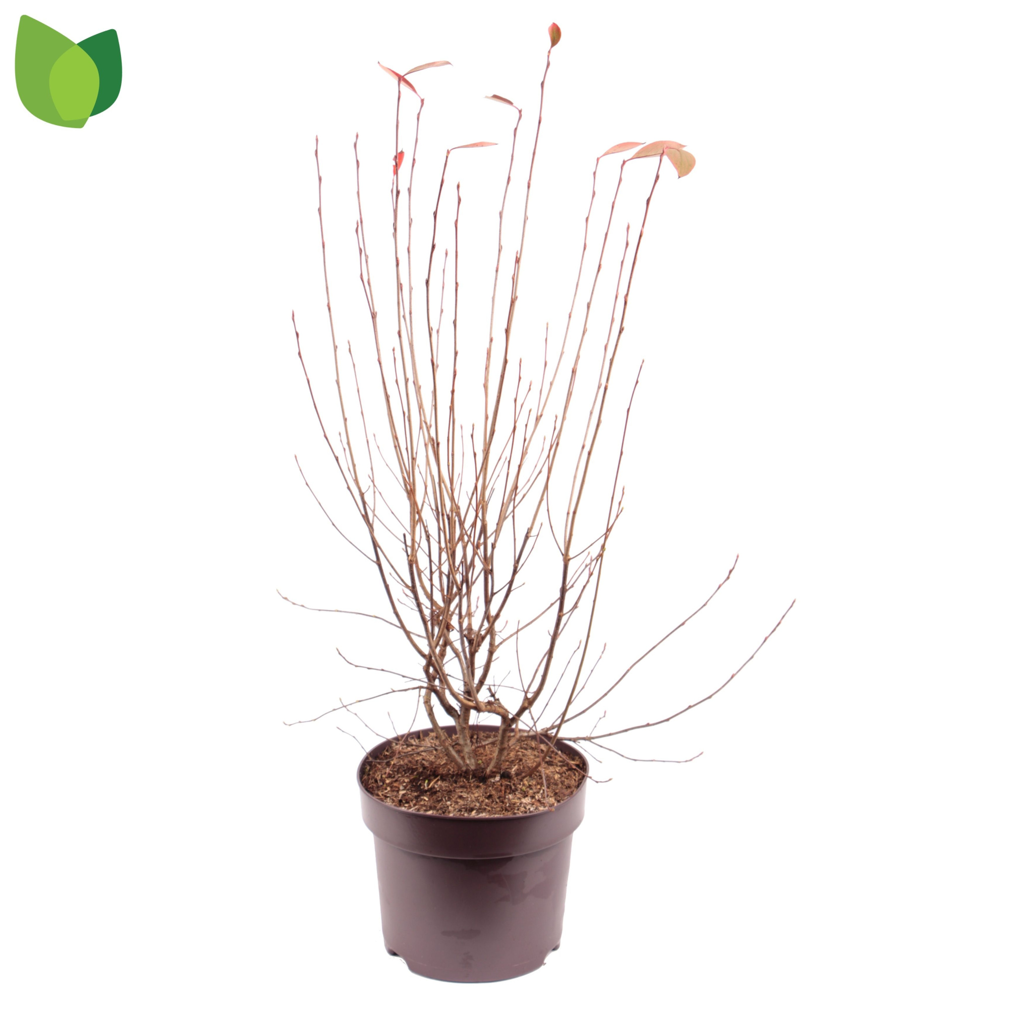 Aronia melanocarpa 'Hugin' C7,5/P26, D 26