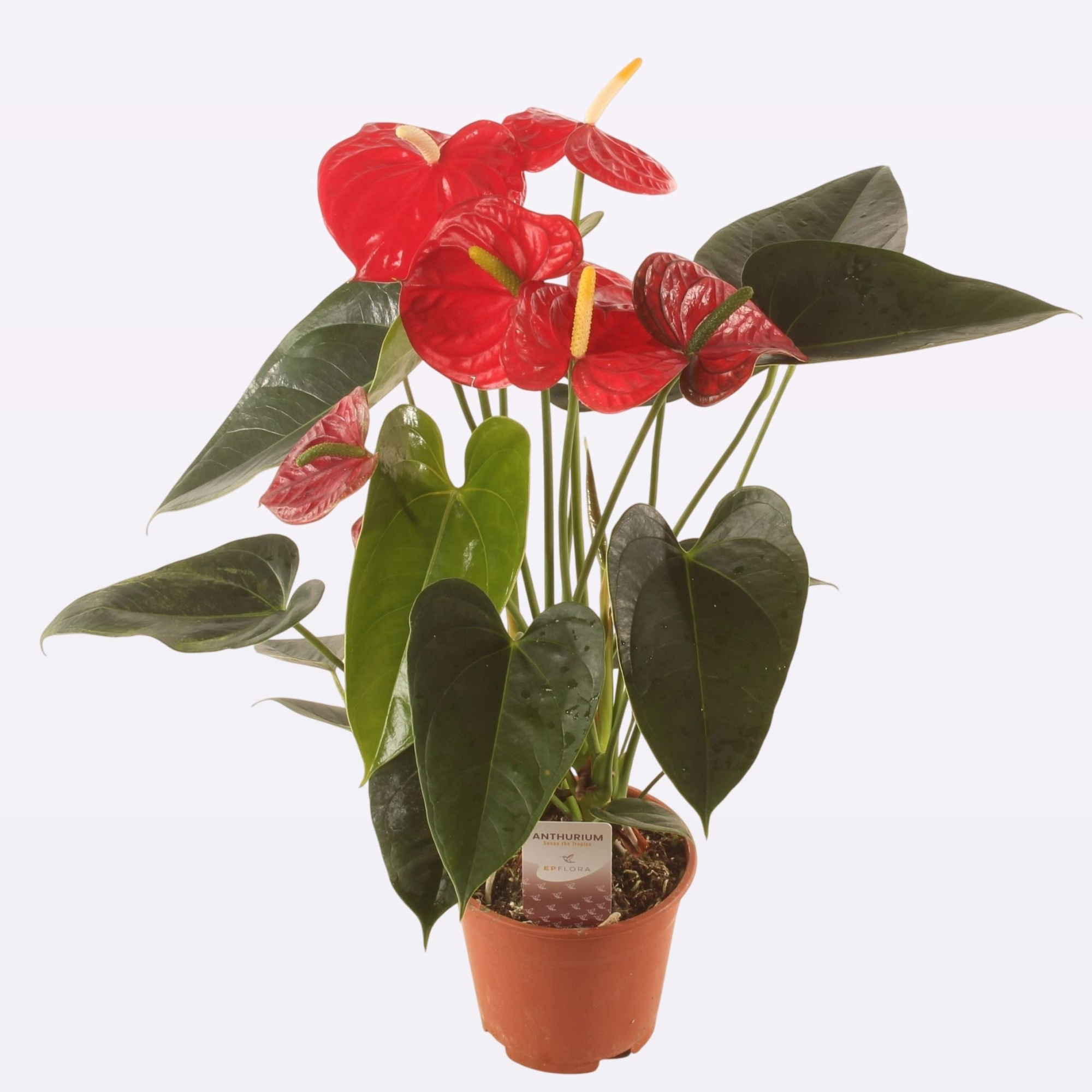 Anth. Jambo Red P14, D 14 cm