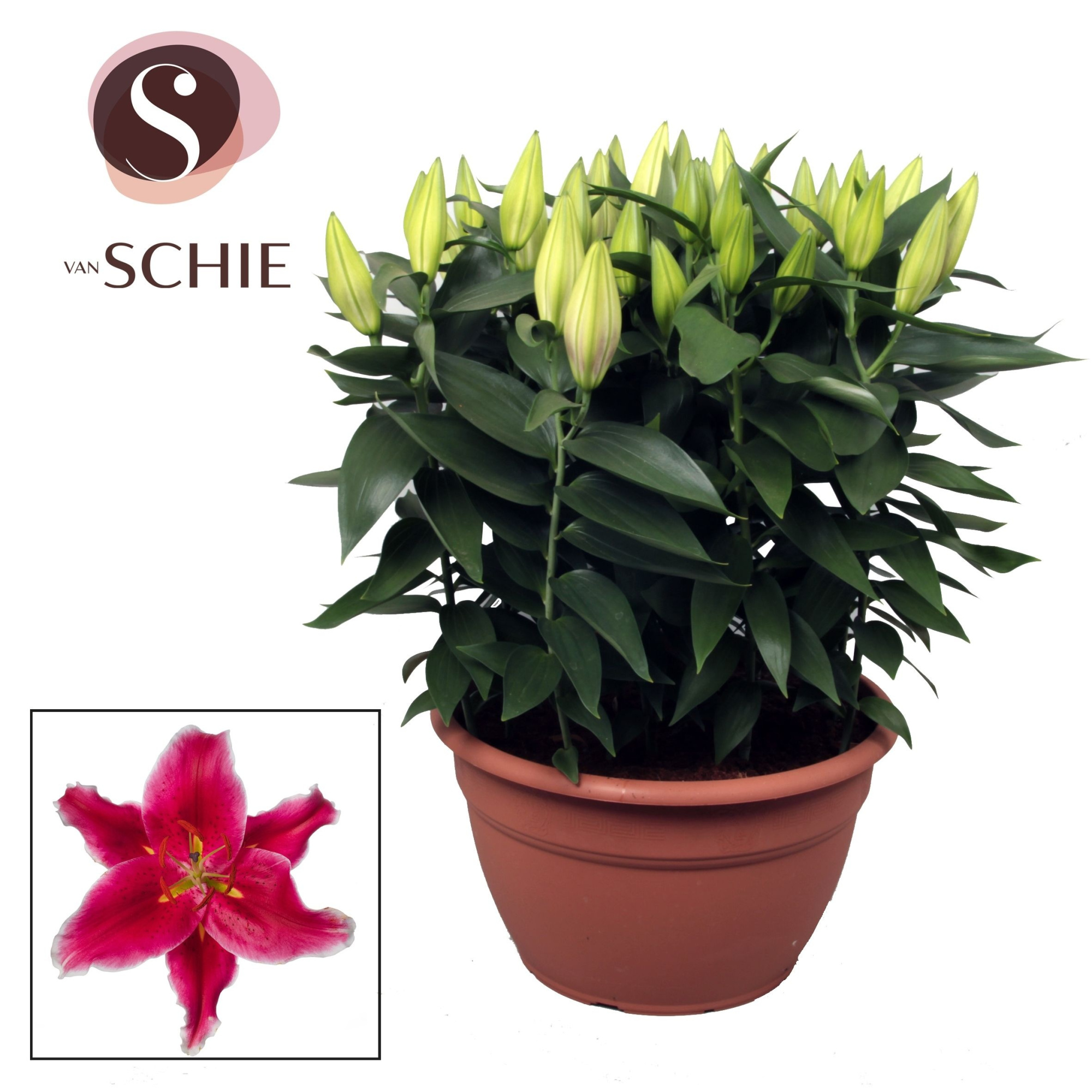 Oriental Pink XL 15pp, D 35 cm