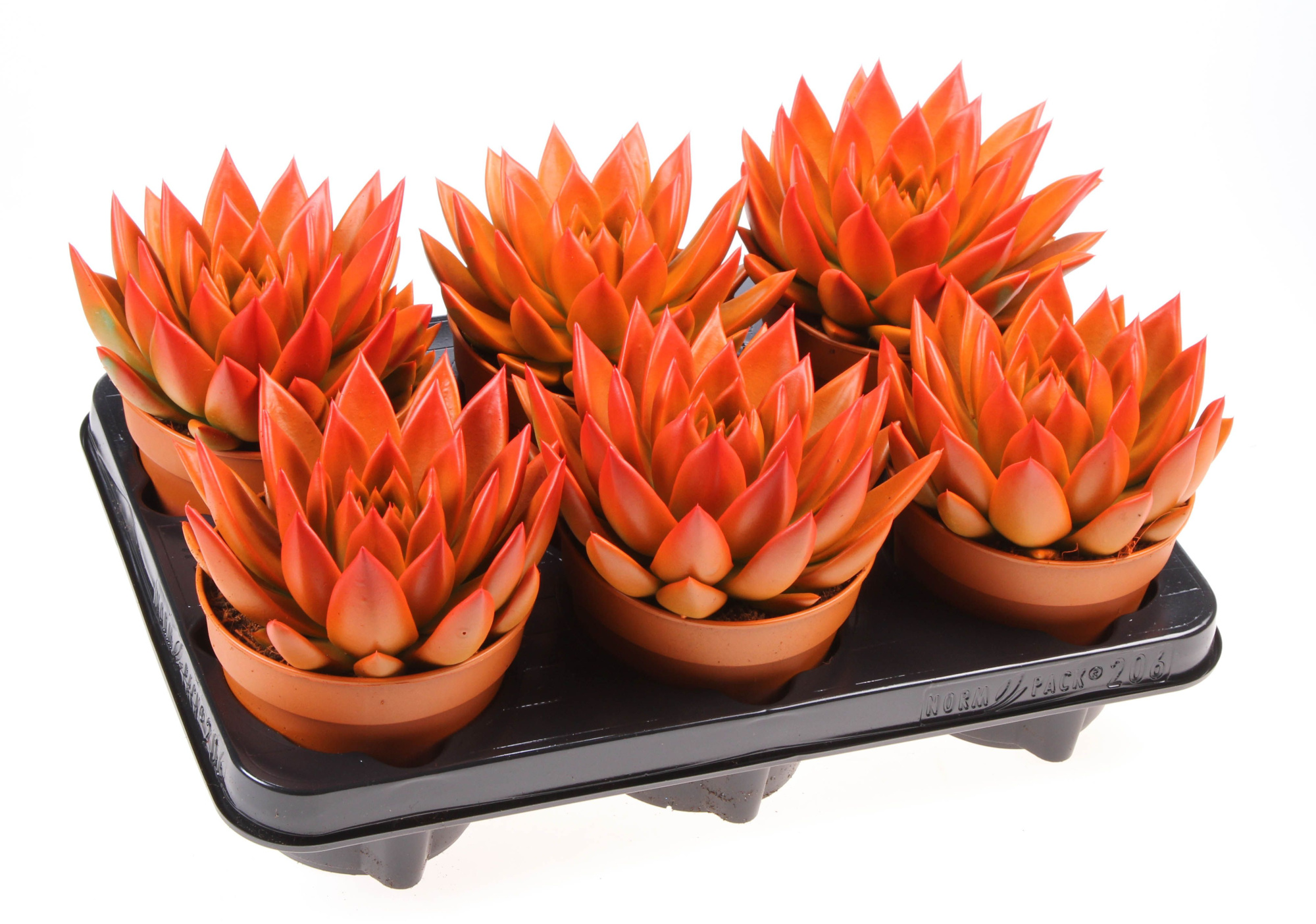 Rainbow bicolor orange + red point, D 12 cm