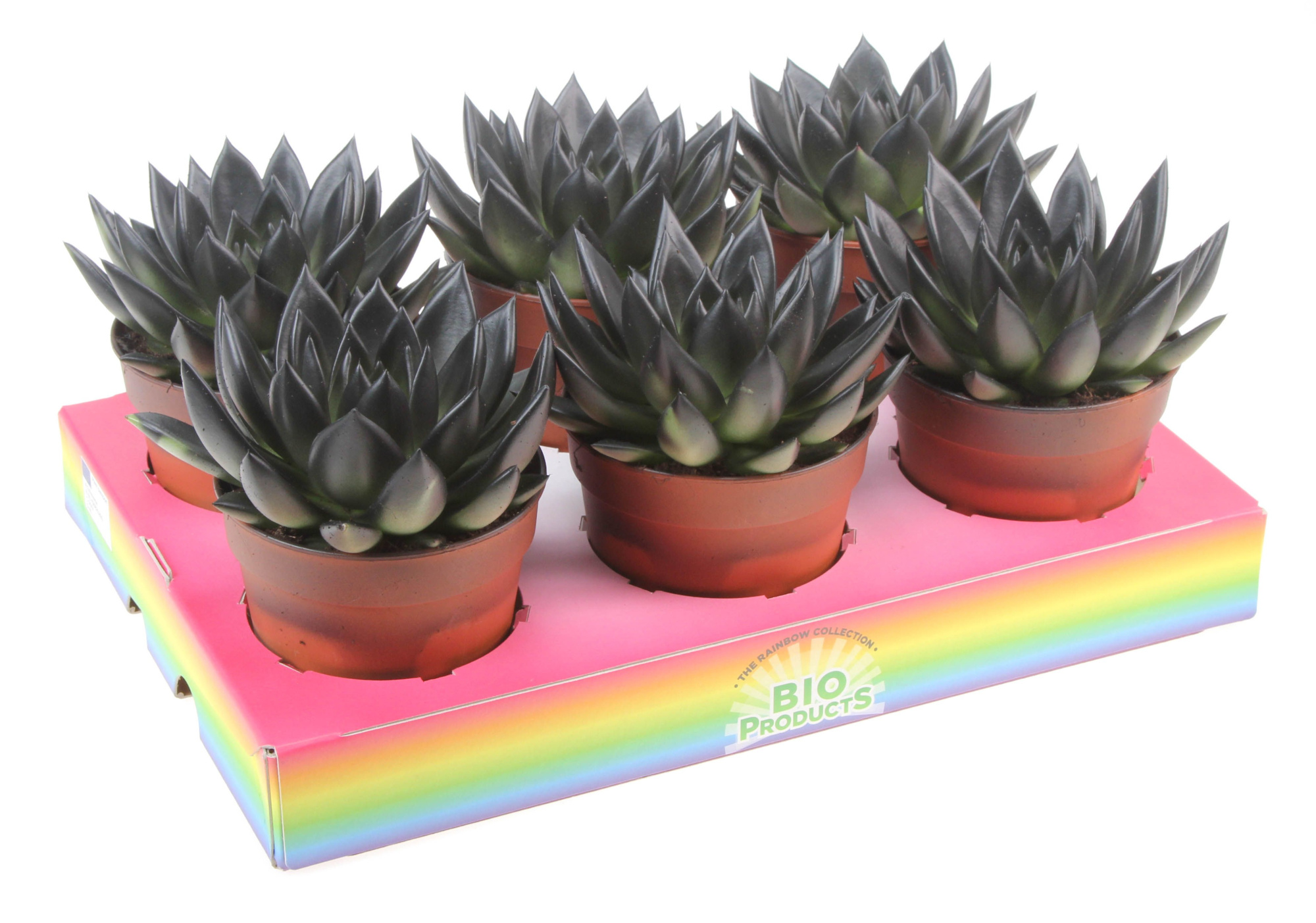 Bio miranda rainbow black, D 12