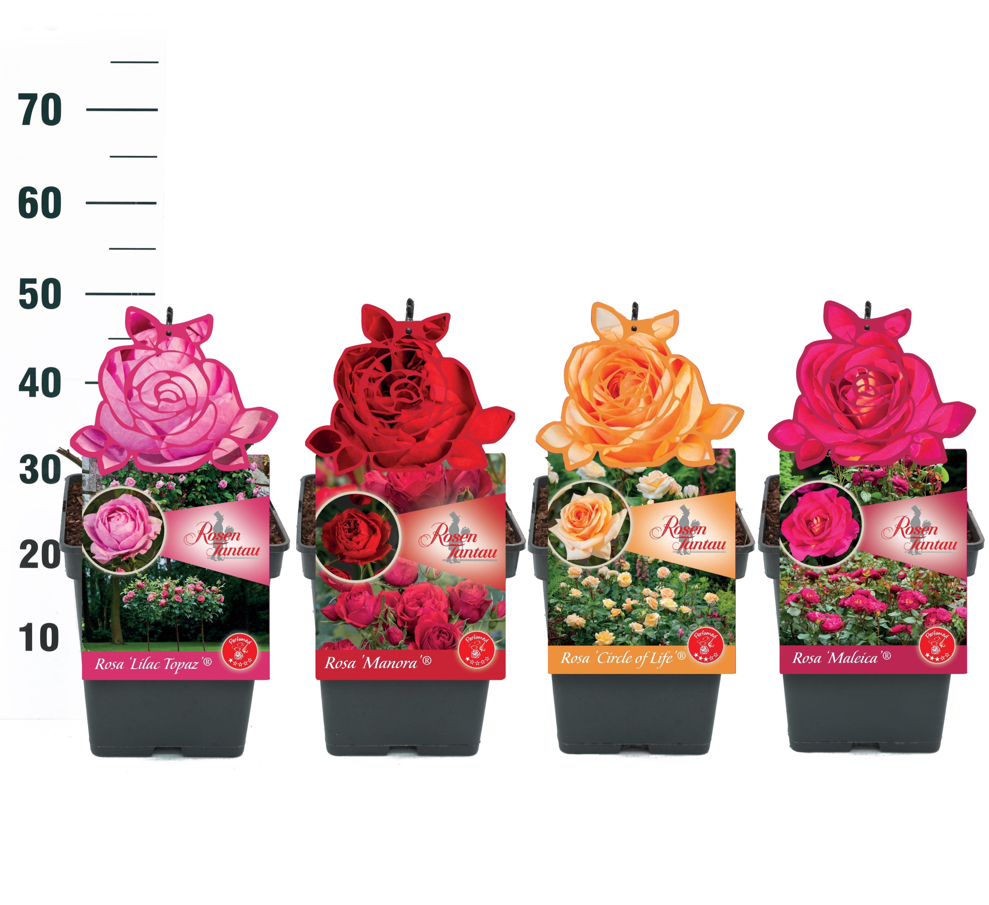 Rosa 'Mix' - Struik - VP5 - Tantau Premium, D 23