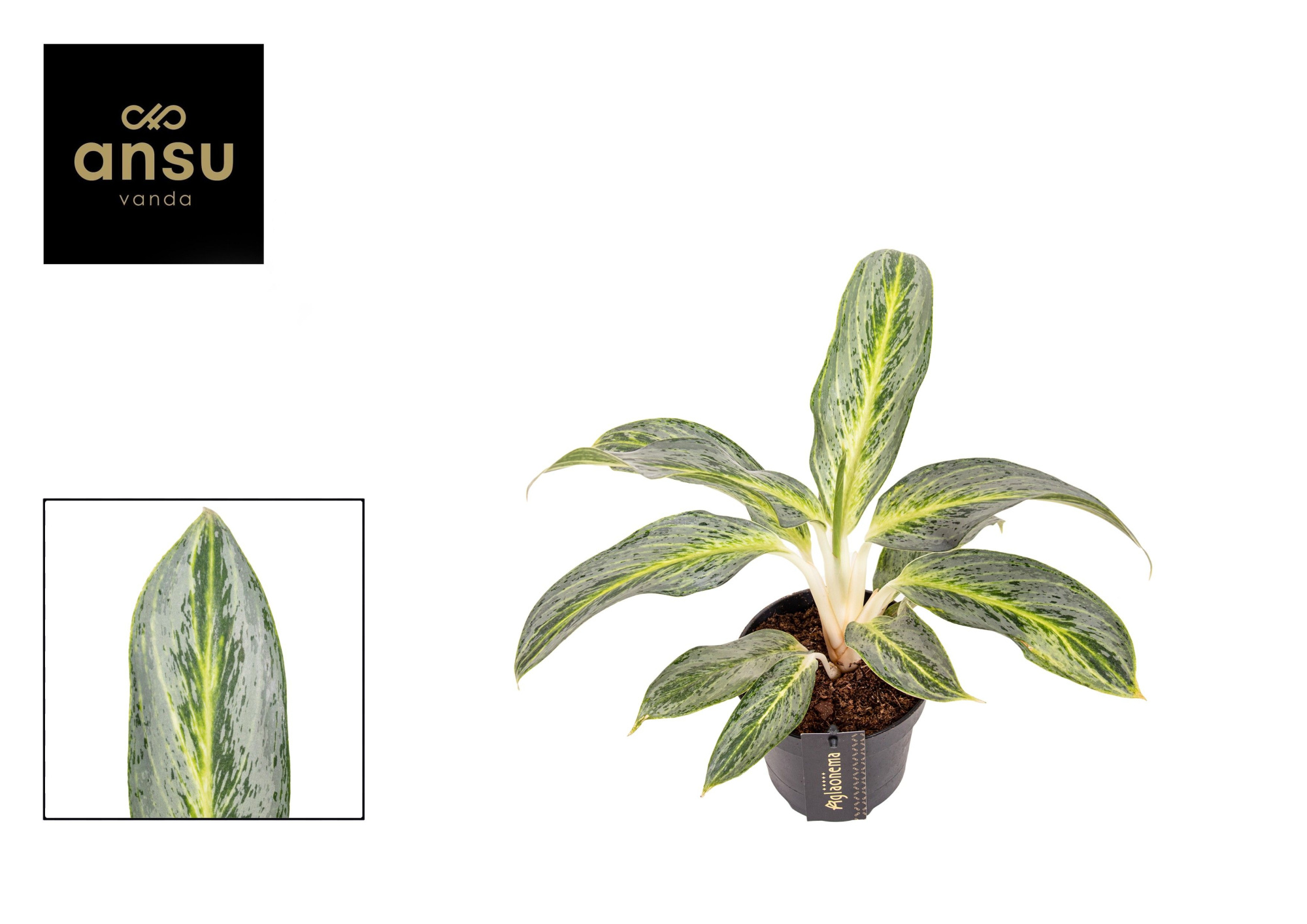 Aglaonema Emerald Stone, D 12 cm