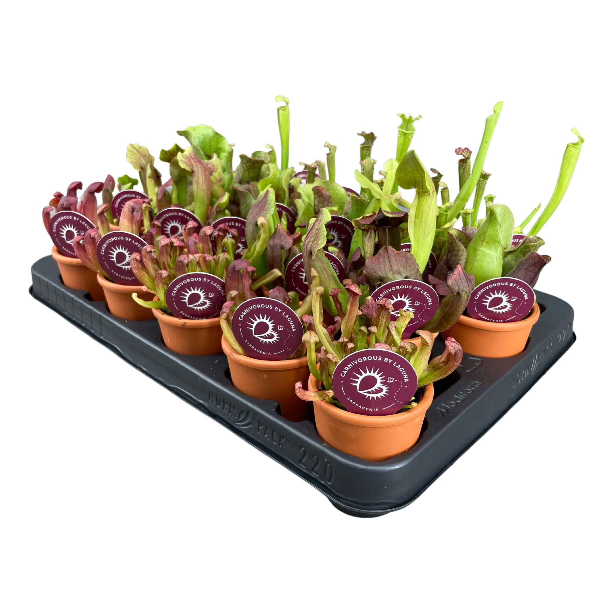 Sarracenia mix in 7 cm terracotta pot (waterdicht), D 7 cm