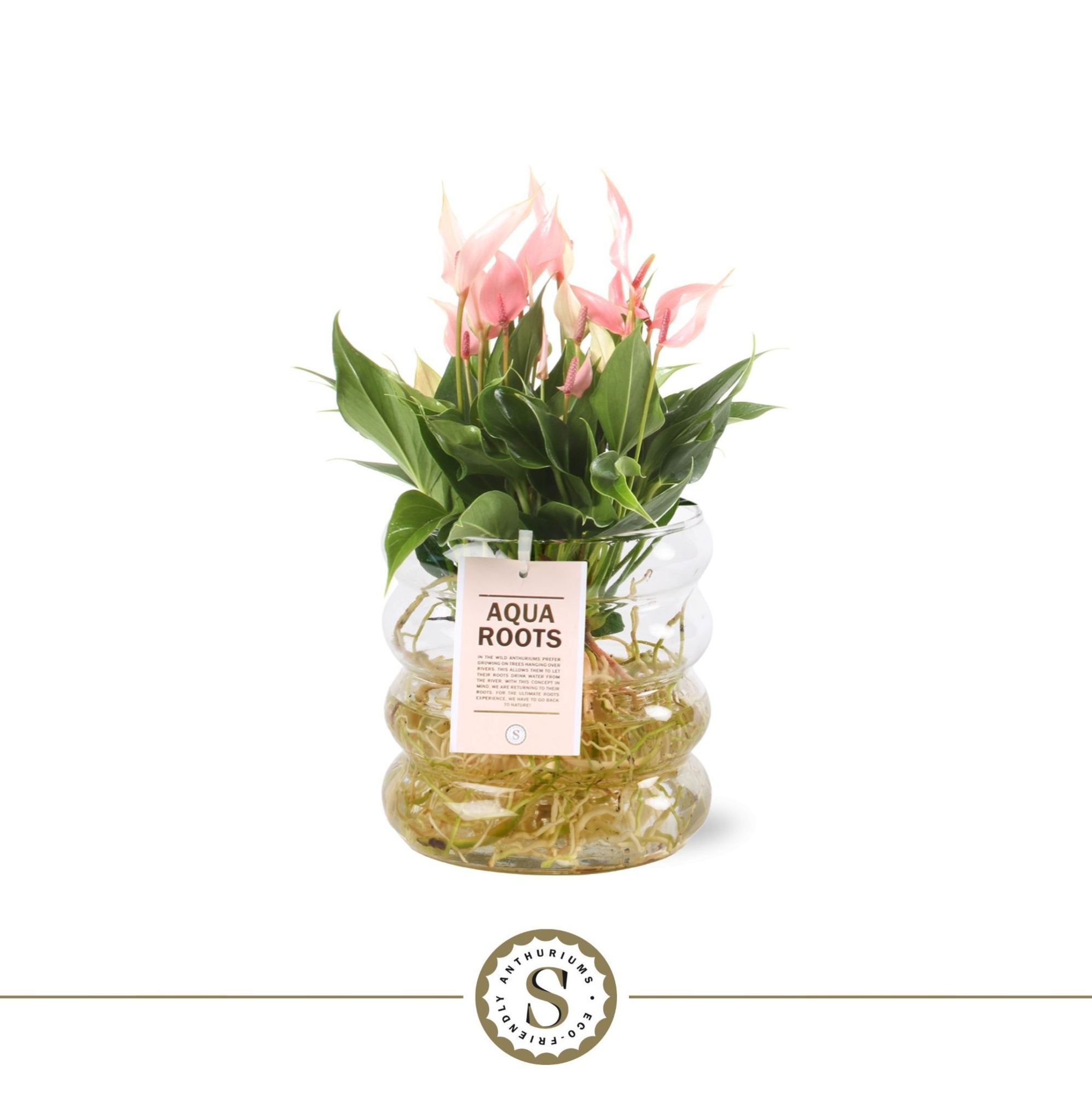 Aqua Roots Riccio glas Lilli, D 12