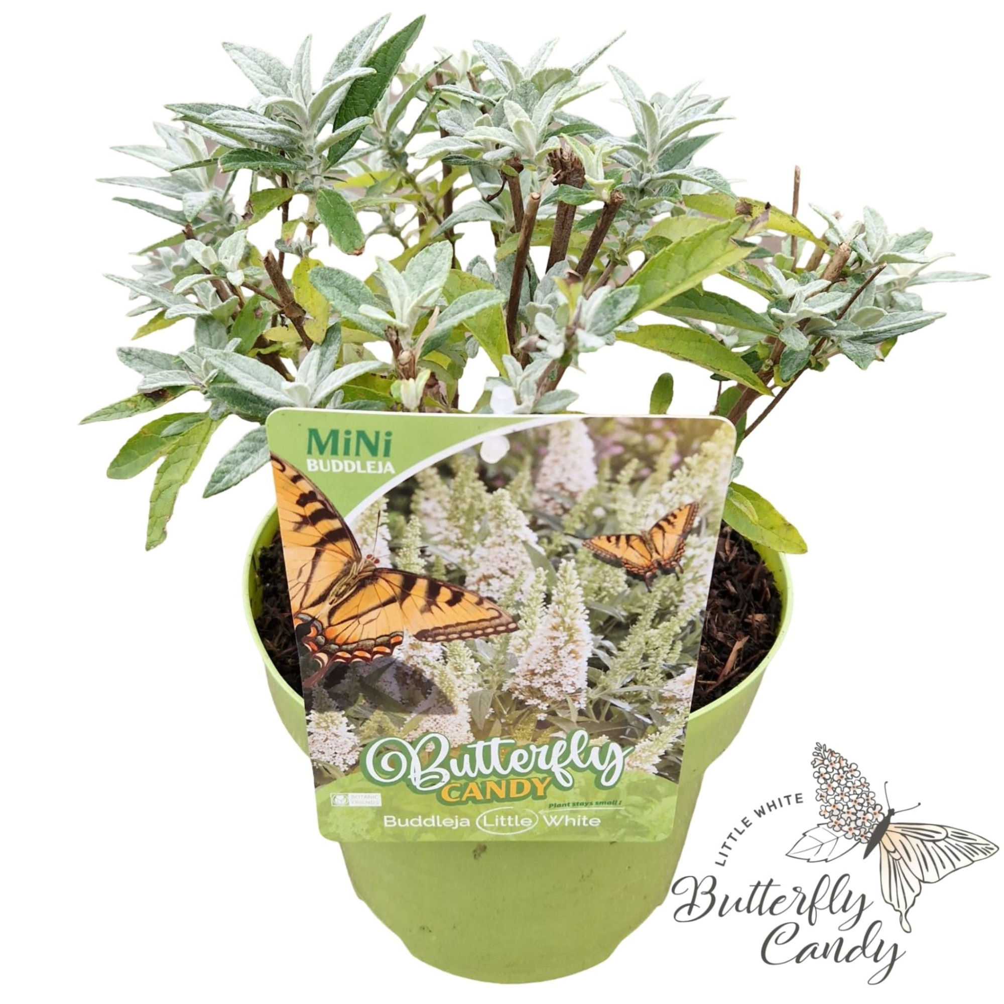 Buddleja d. 'Little Butterfly Candy White' ®, D 19