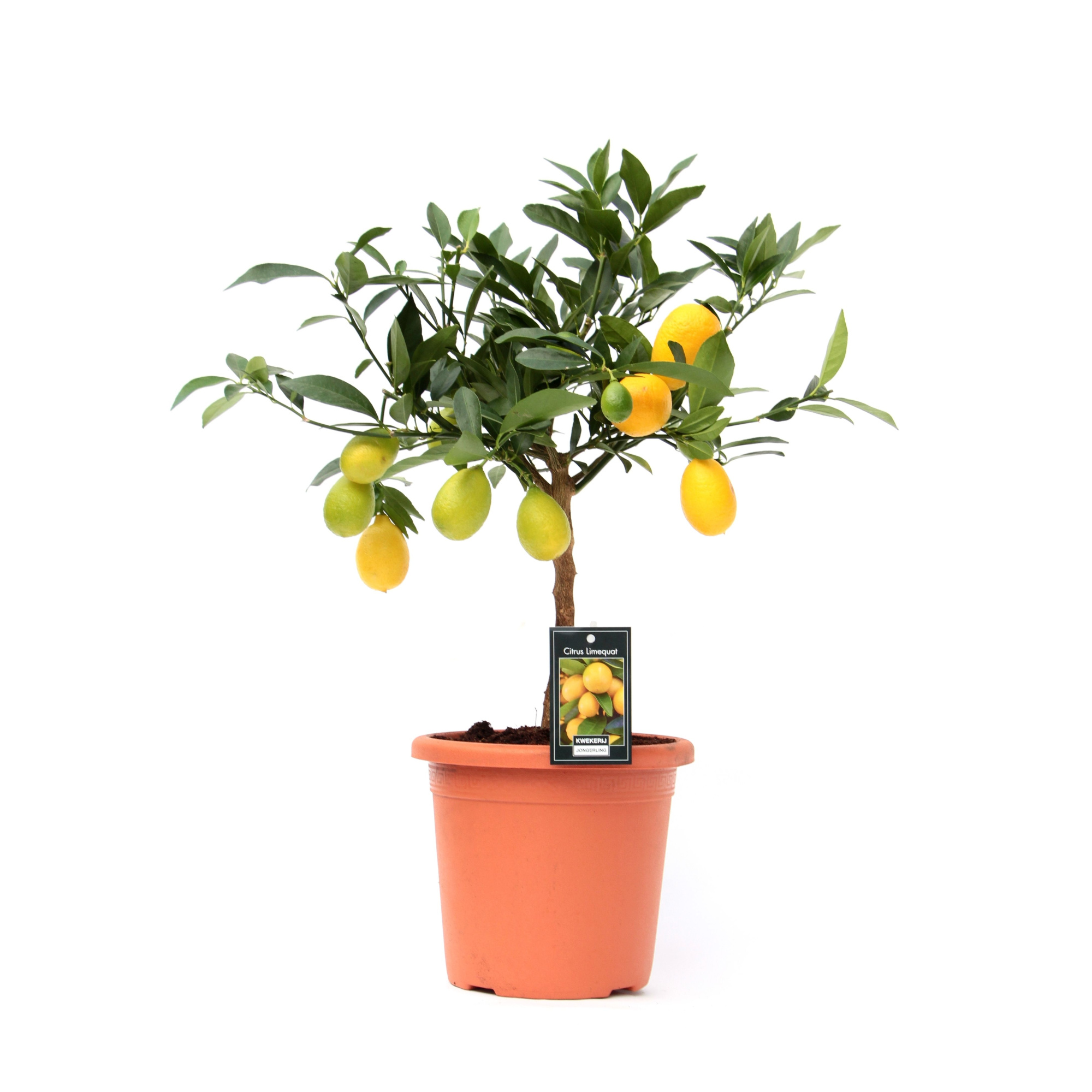 Citrus Limequat, D 19 cm