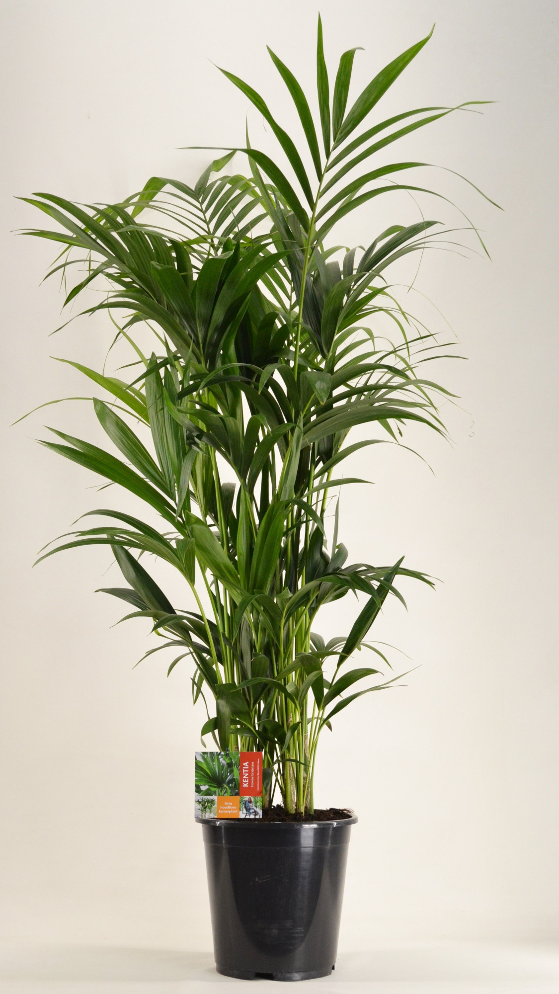 KENTIA - P27 H150 - 12PP (Howea forsteriana), D 27 cm