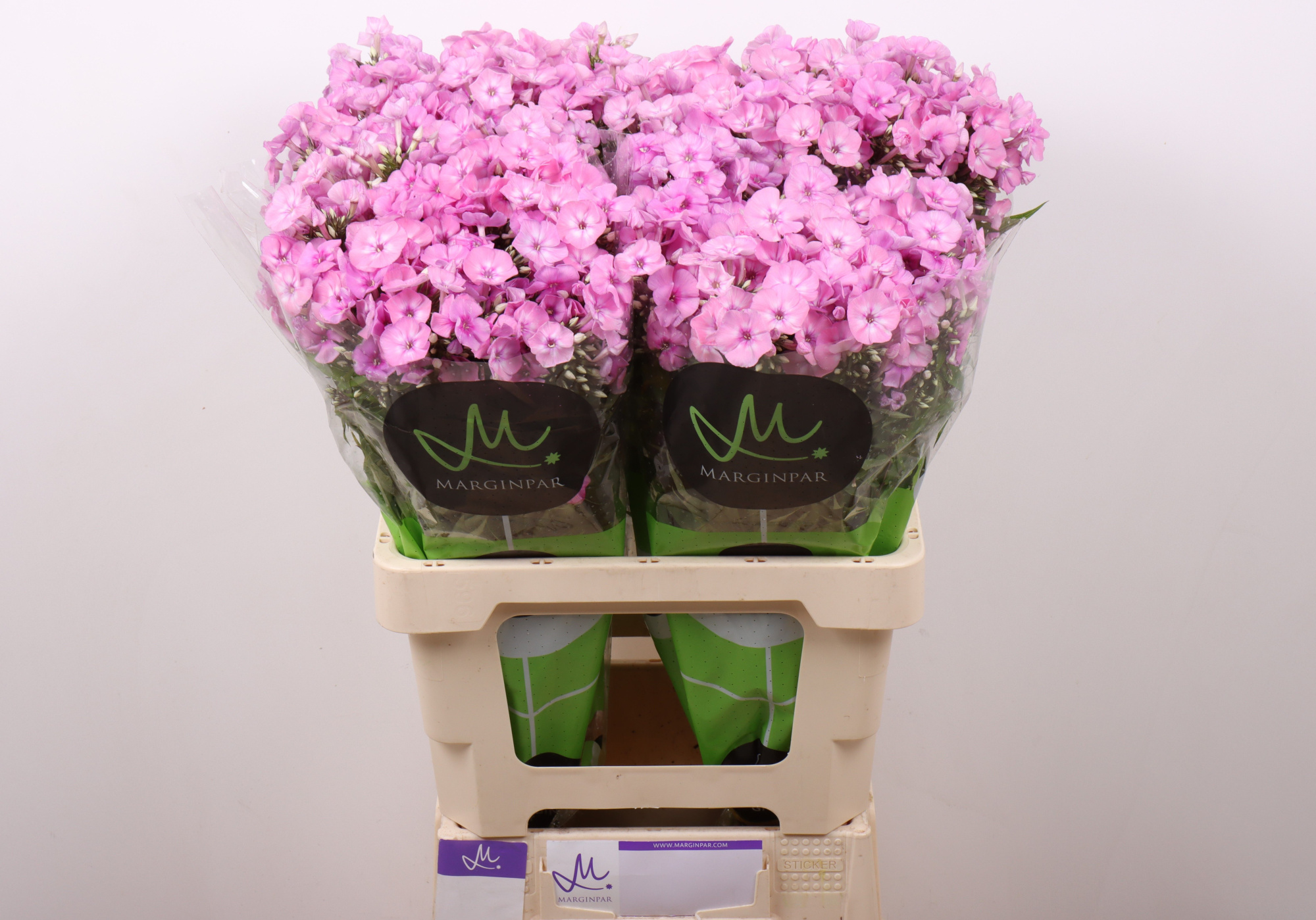 Флокс Пинк Айс 60 (роз.), шт.