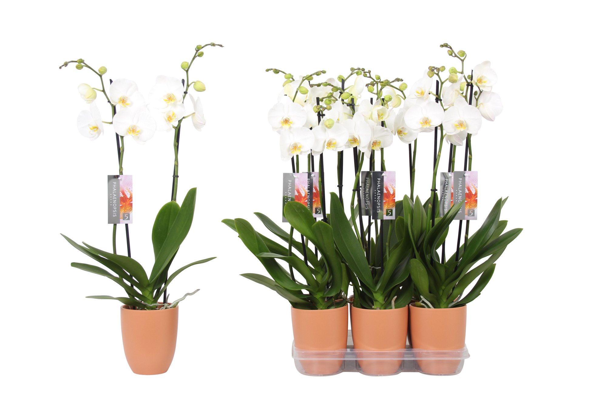 Phalaenopsis White, 2-spike Orange Ceramics, D 12 cm