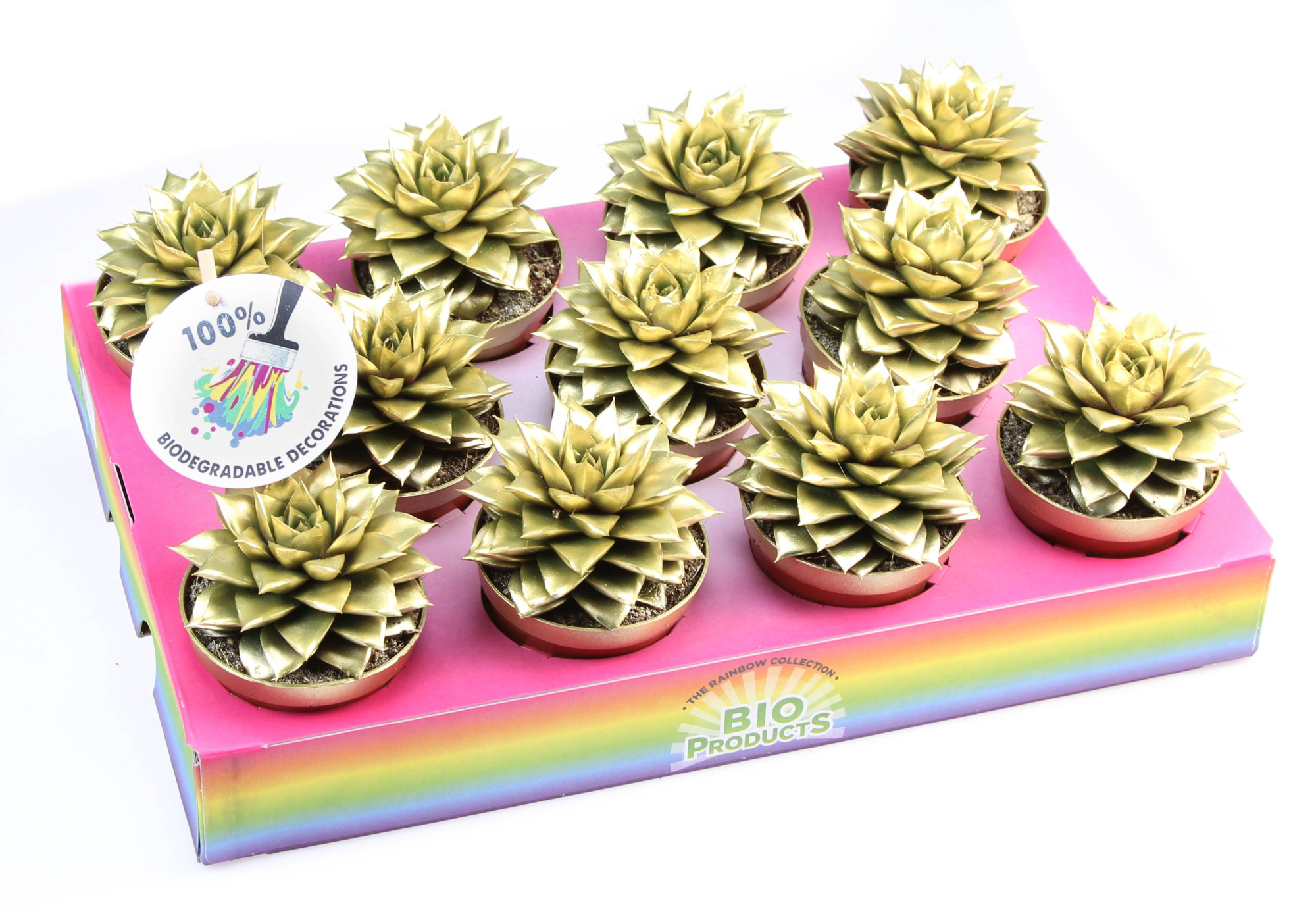 Bio purper rainbow gold, D 8,5