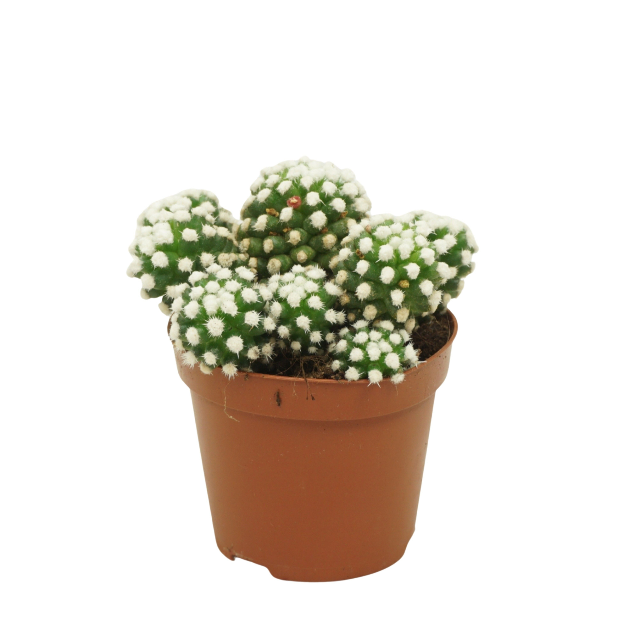 Mammillaria gracilis `Albata` 8,5 cm, D 8,5 cm