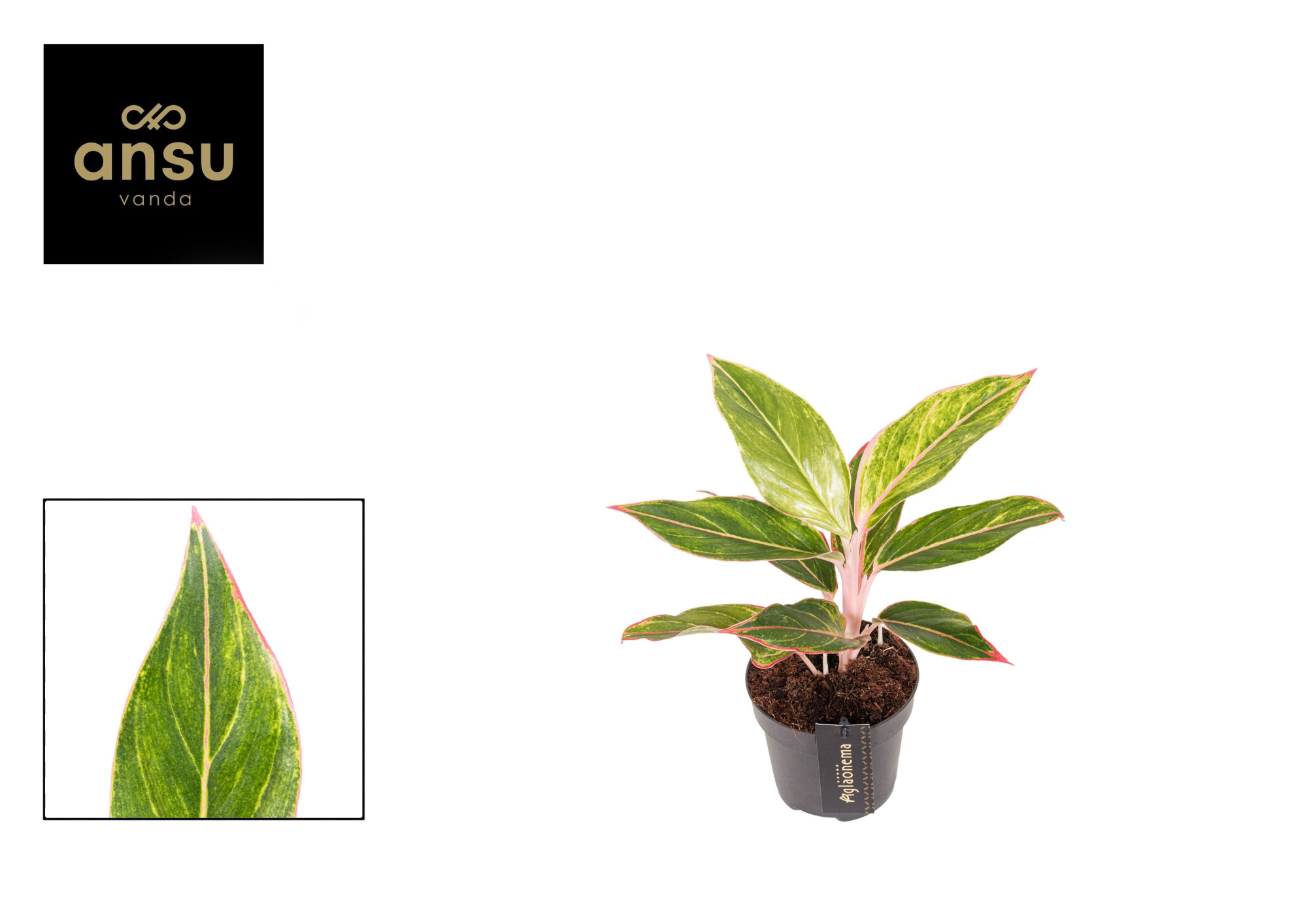 Aglaonema Jungle Light, D 12 cm