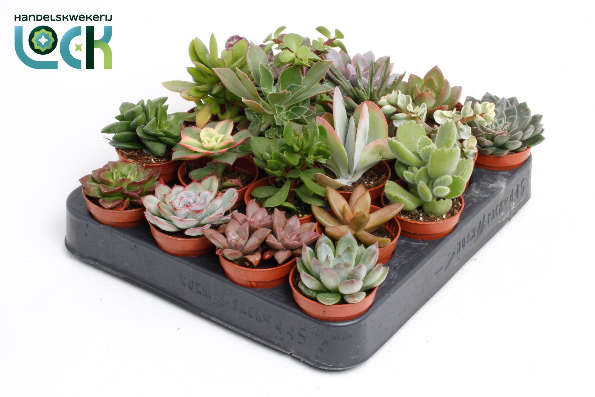 Succulenten Mix UK, D 5,5