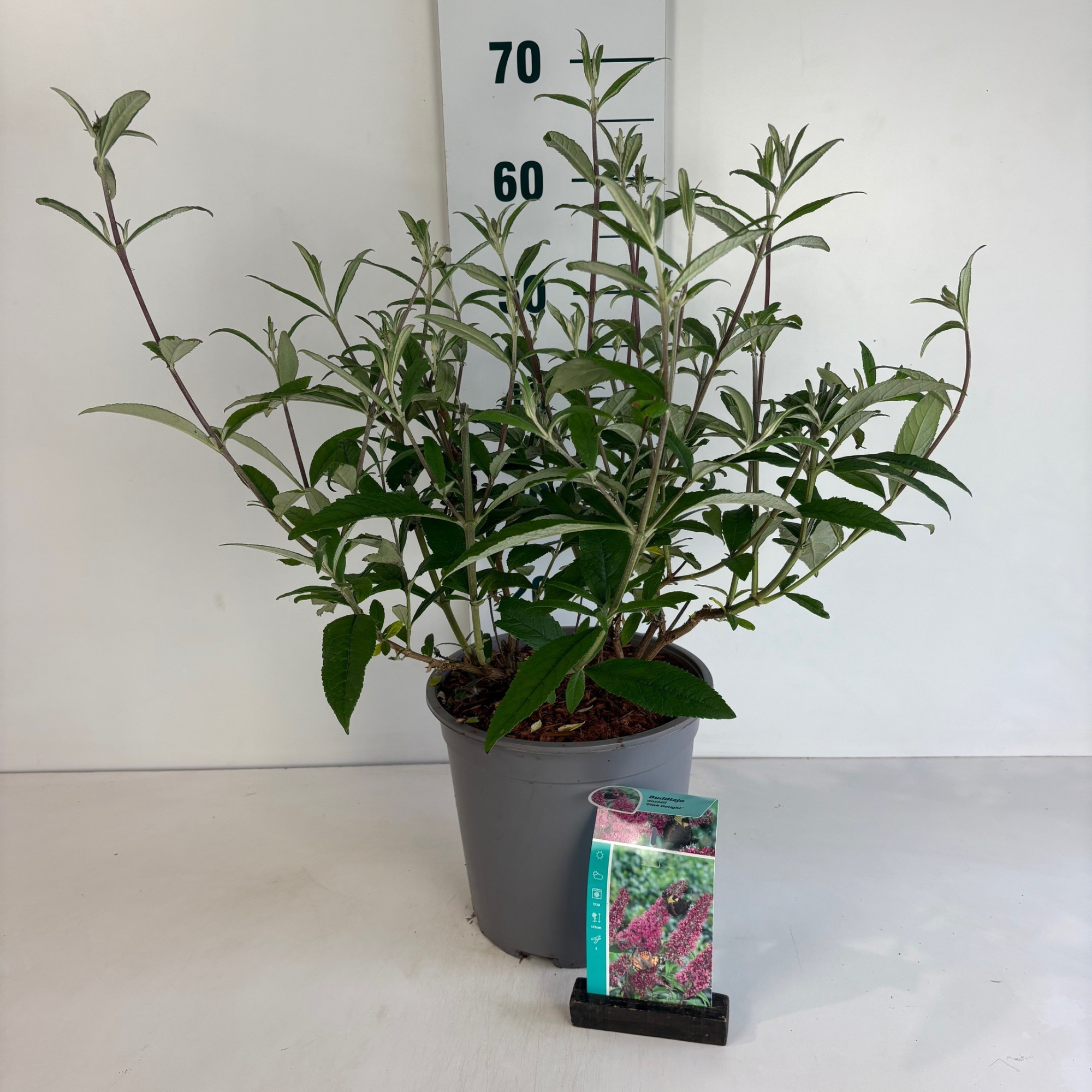 Buddleja davidii Pink Delight, D 24 cm