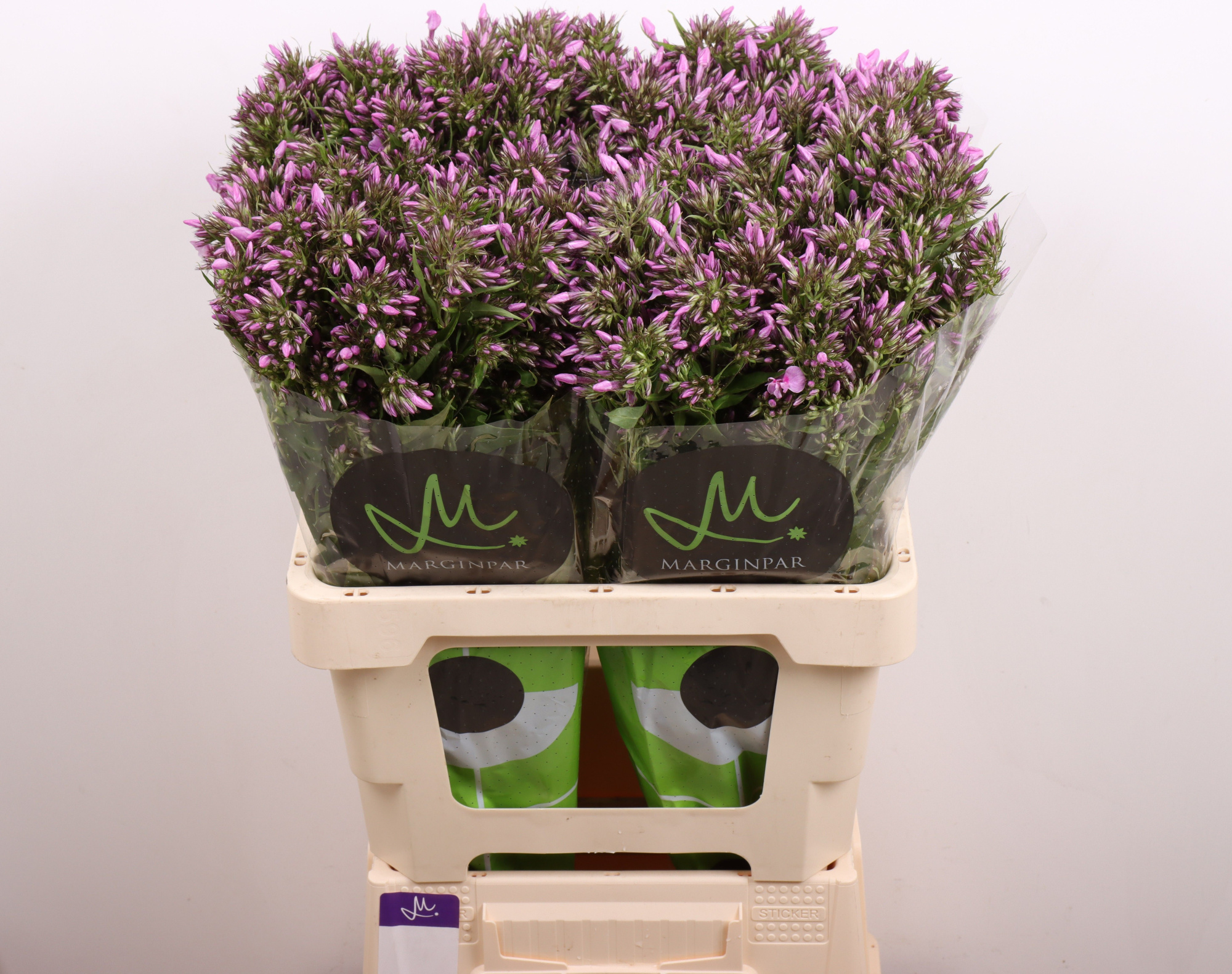 Флокс Лист 60, шт.