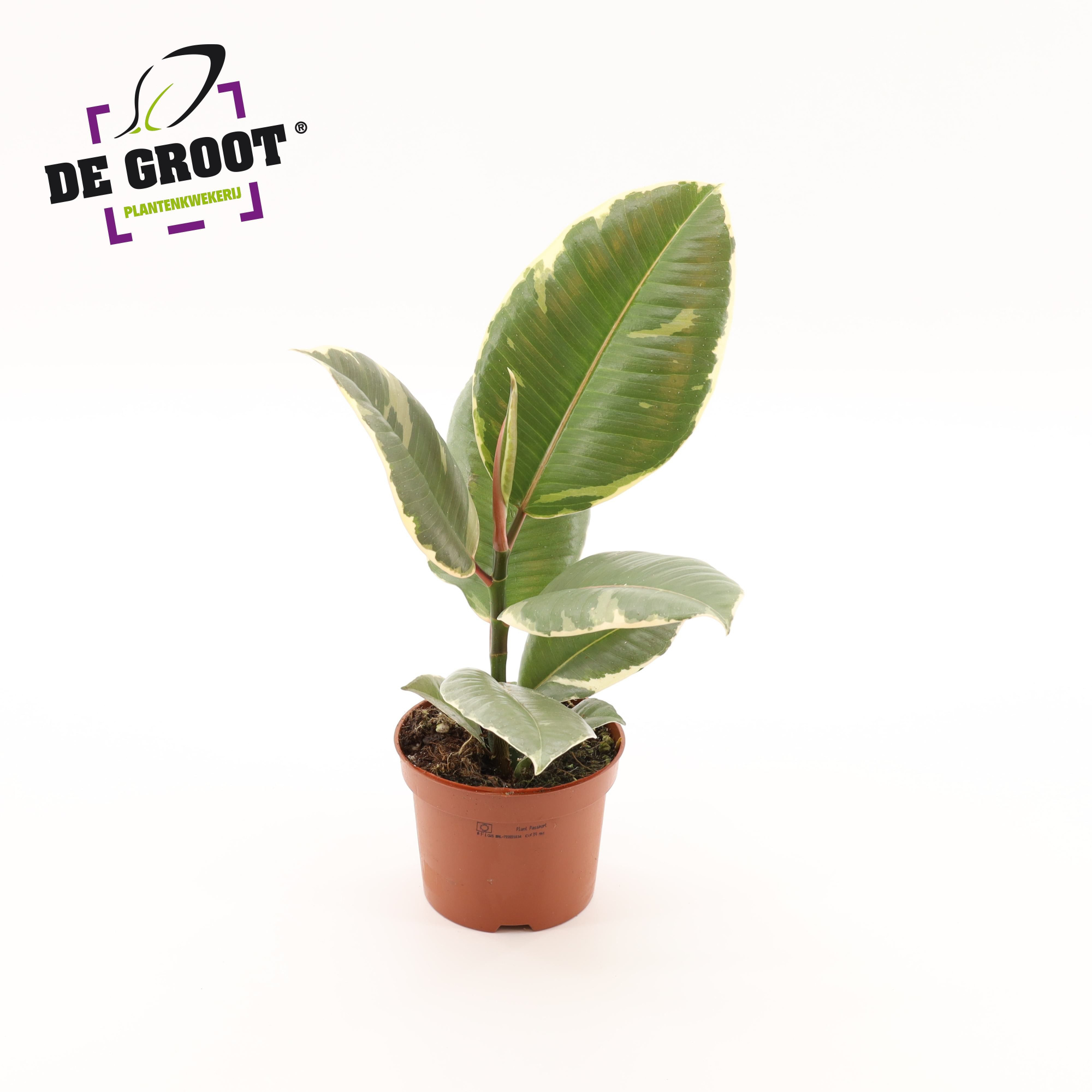 Ficus elastica 'Tineke', D 12 cm