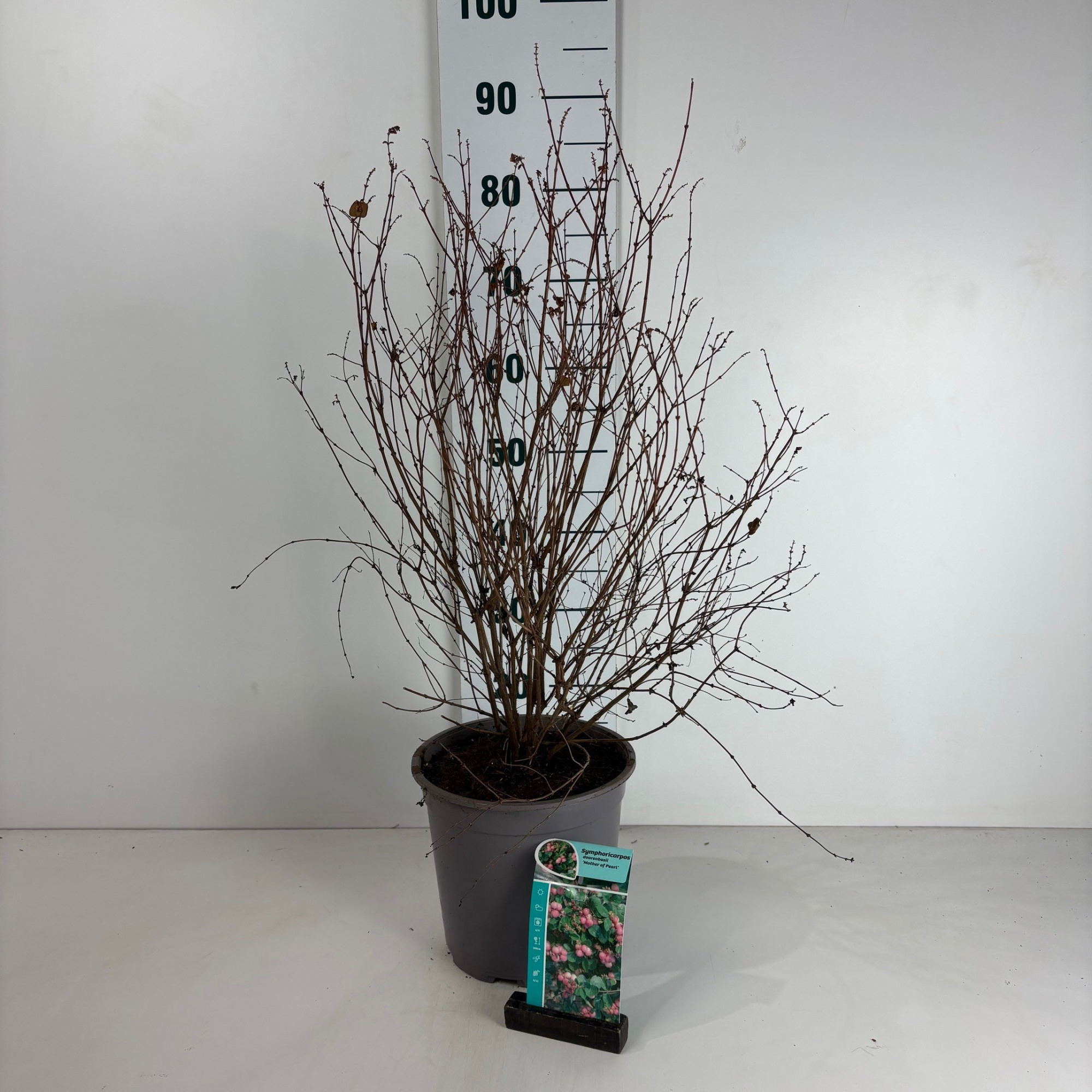 Symphoricarpos doorenbosii Mother of Pearl, D 24