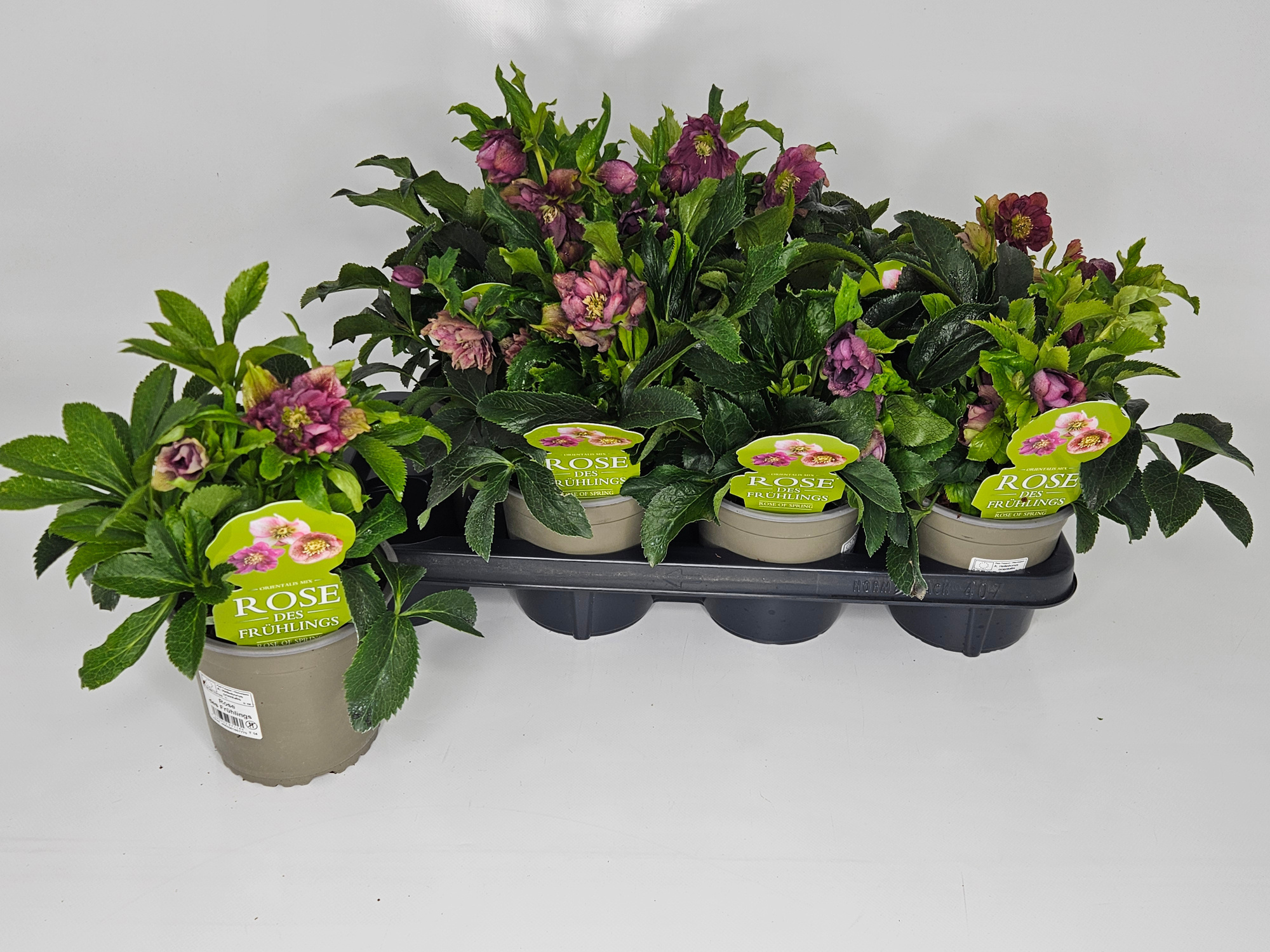 Helleborus orientalis Pretty Ellen / Double Ellen T14 "Rose des Frühlings", D 14