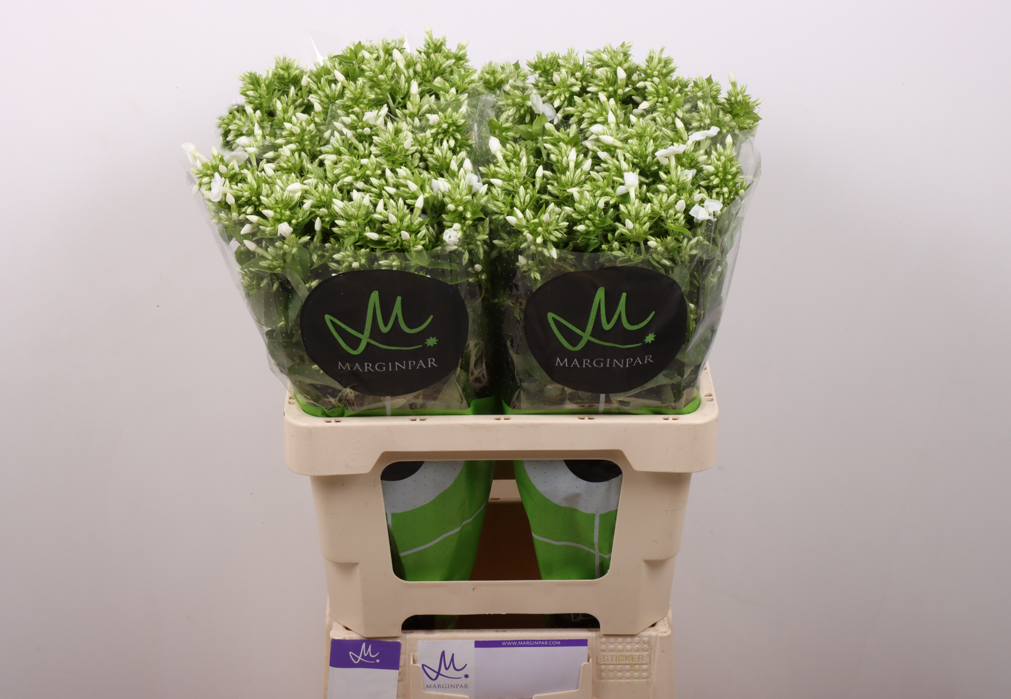 Флокс Айскэп 60, шт.