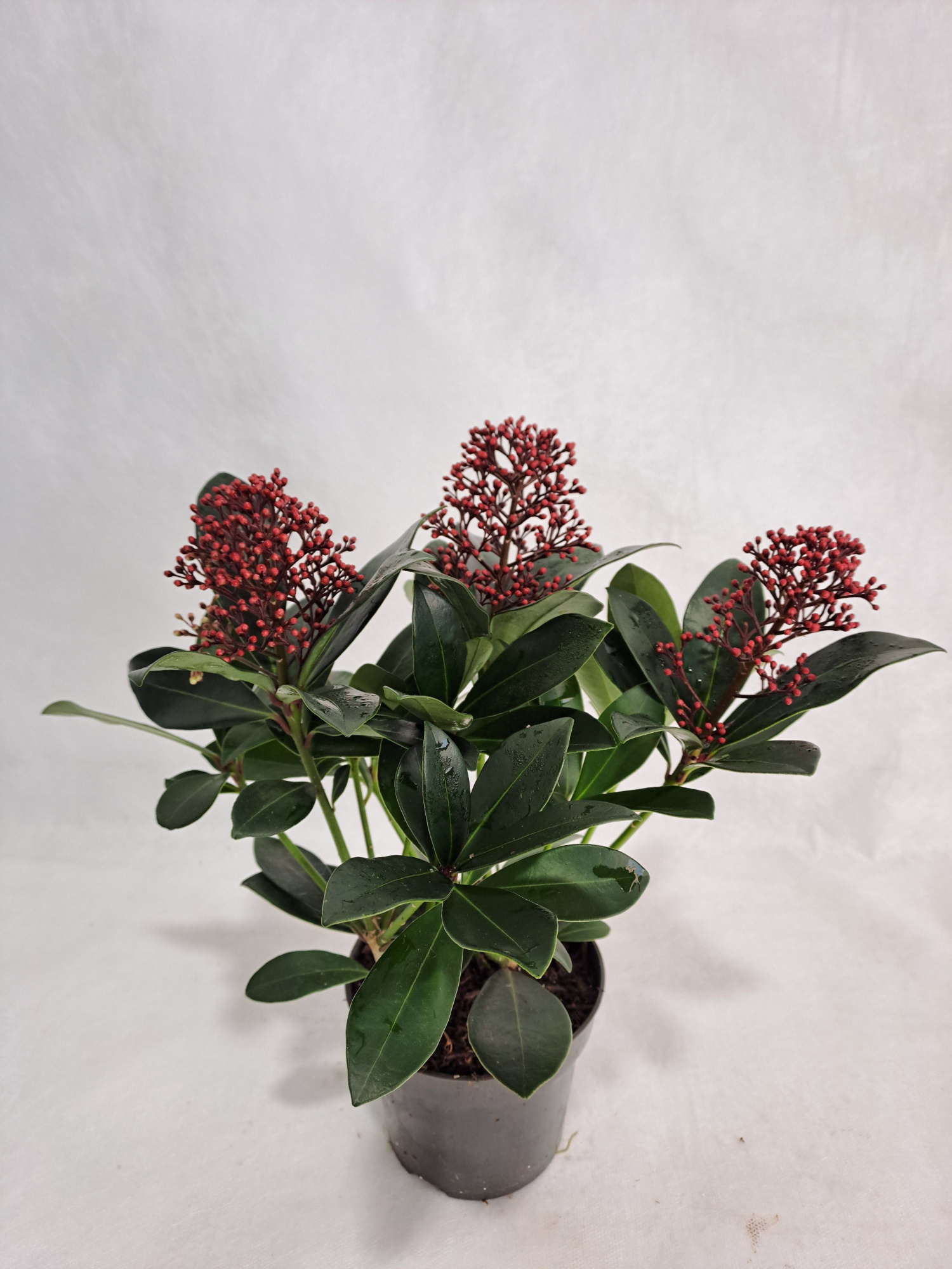 Skimmia Rubella P10 3-4 bloem, D 10,5 cm