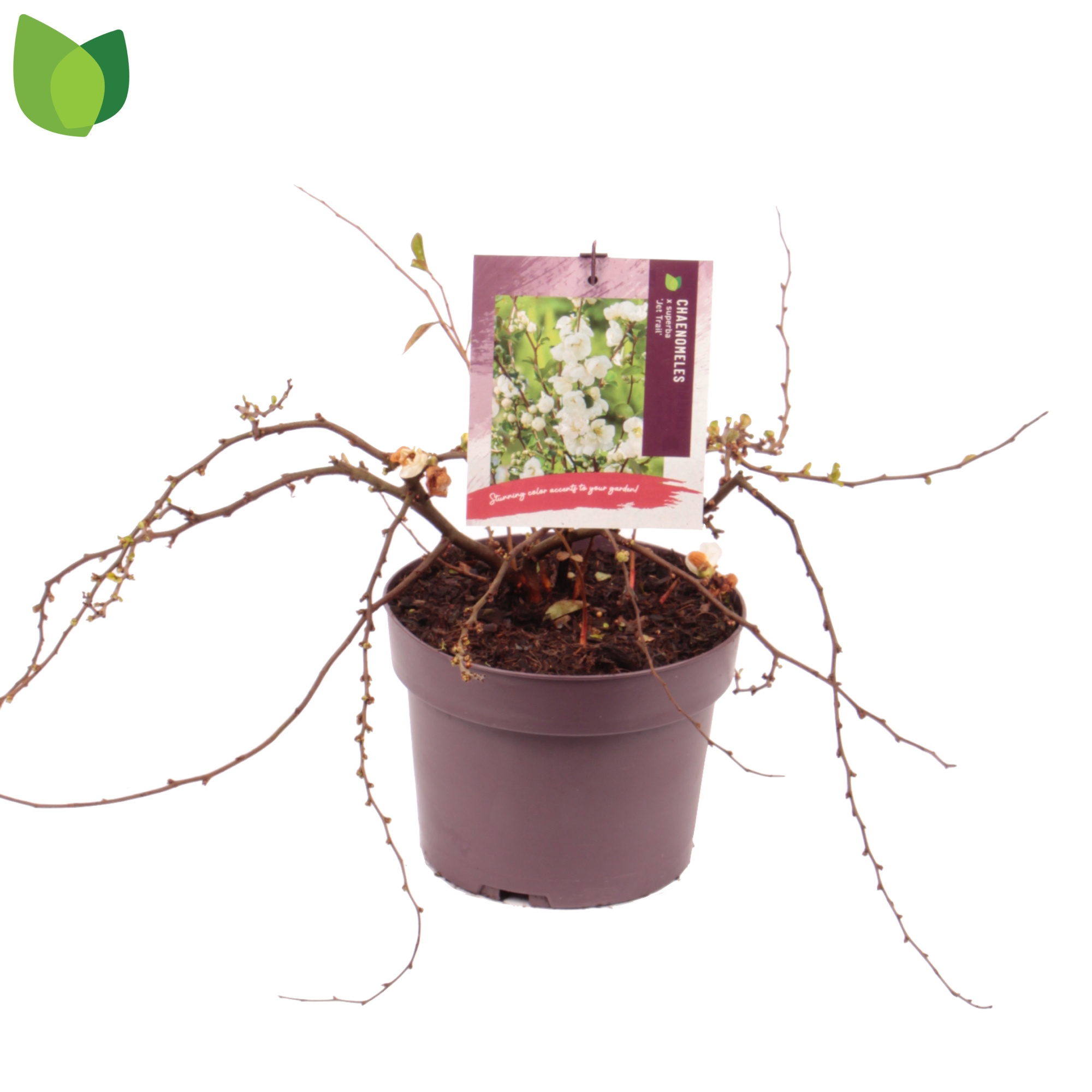 Chaenomeles superba 'Jet Trail' C3/P19, D 19