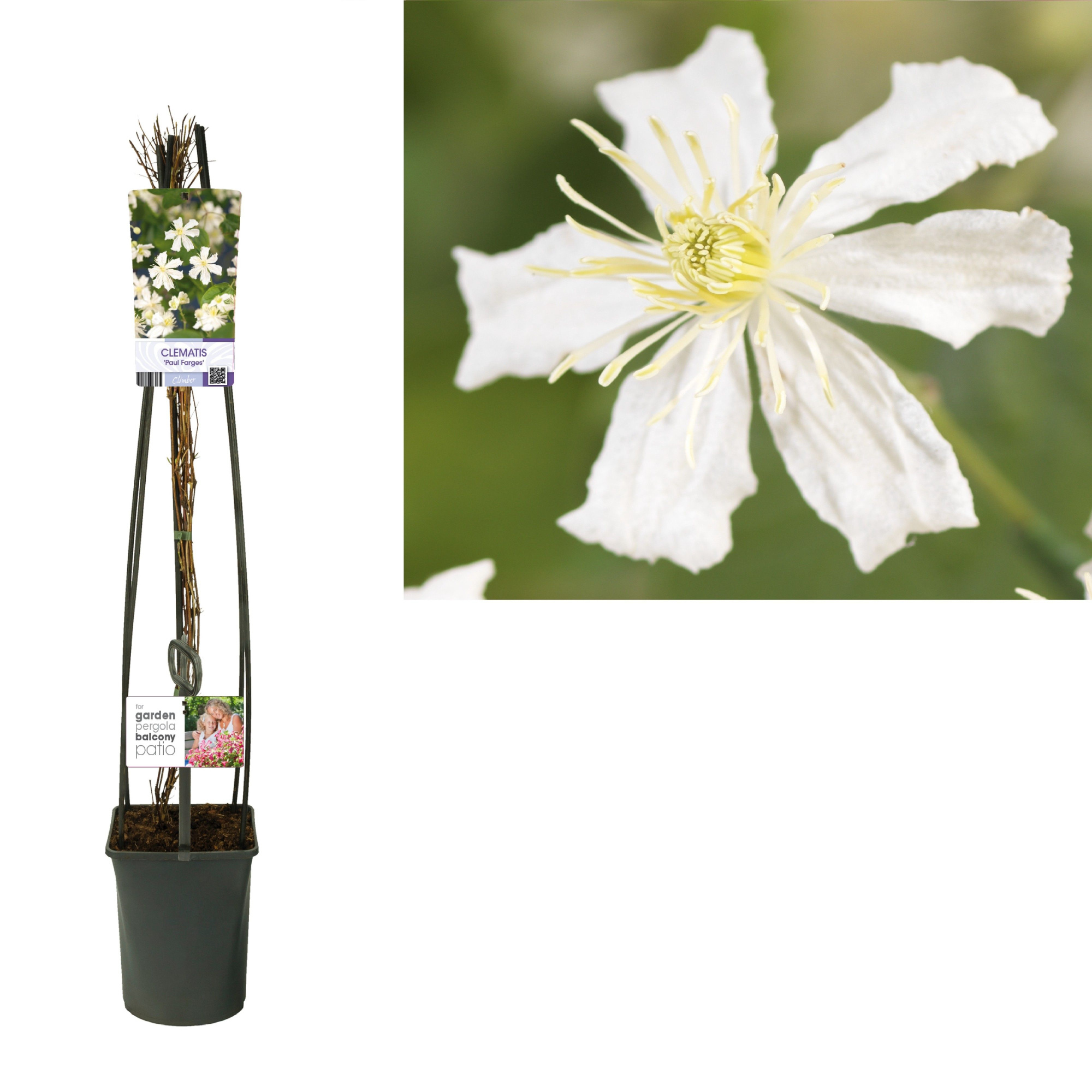 Clematis 'Paul Farges' +light label, D 23