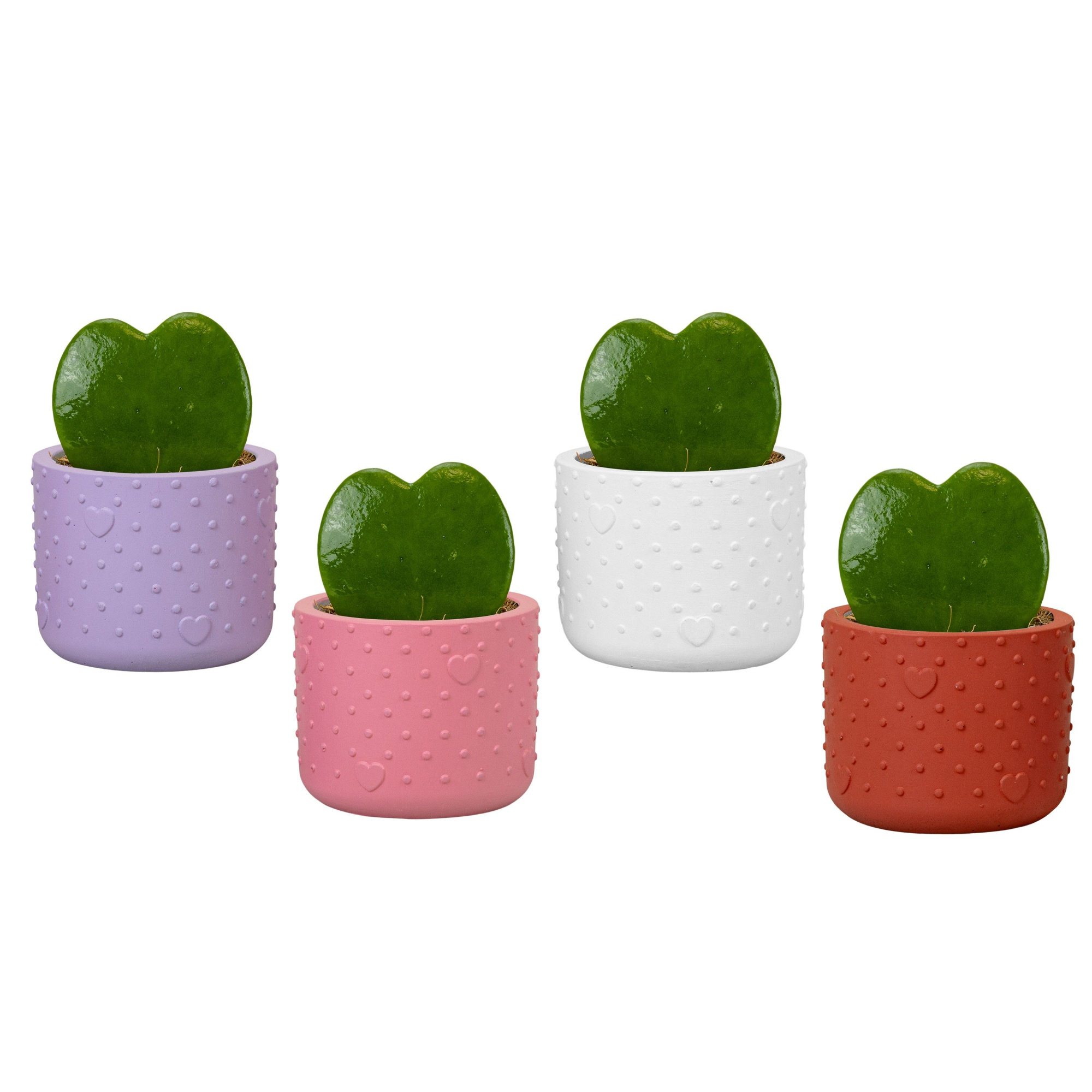 Forever Love with Hoya Kerrii, D 6