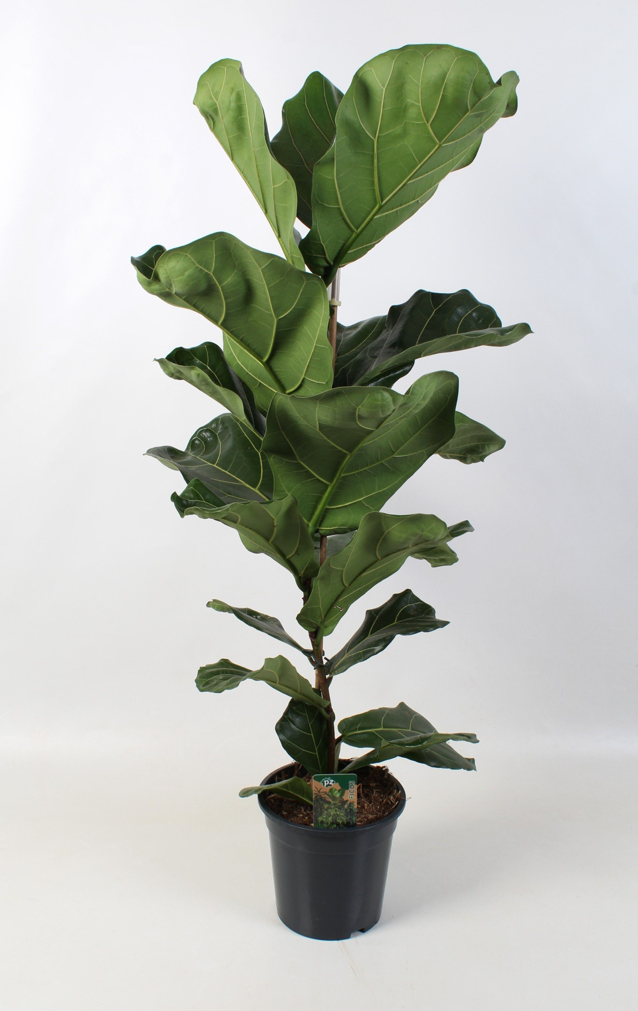 Ficus Lyrata 21 cm, D 21 cm