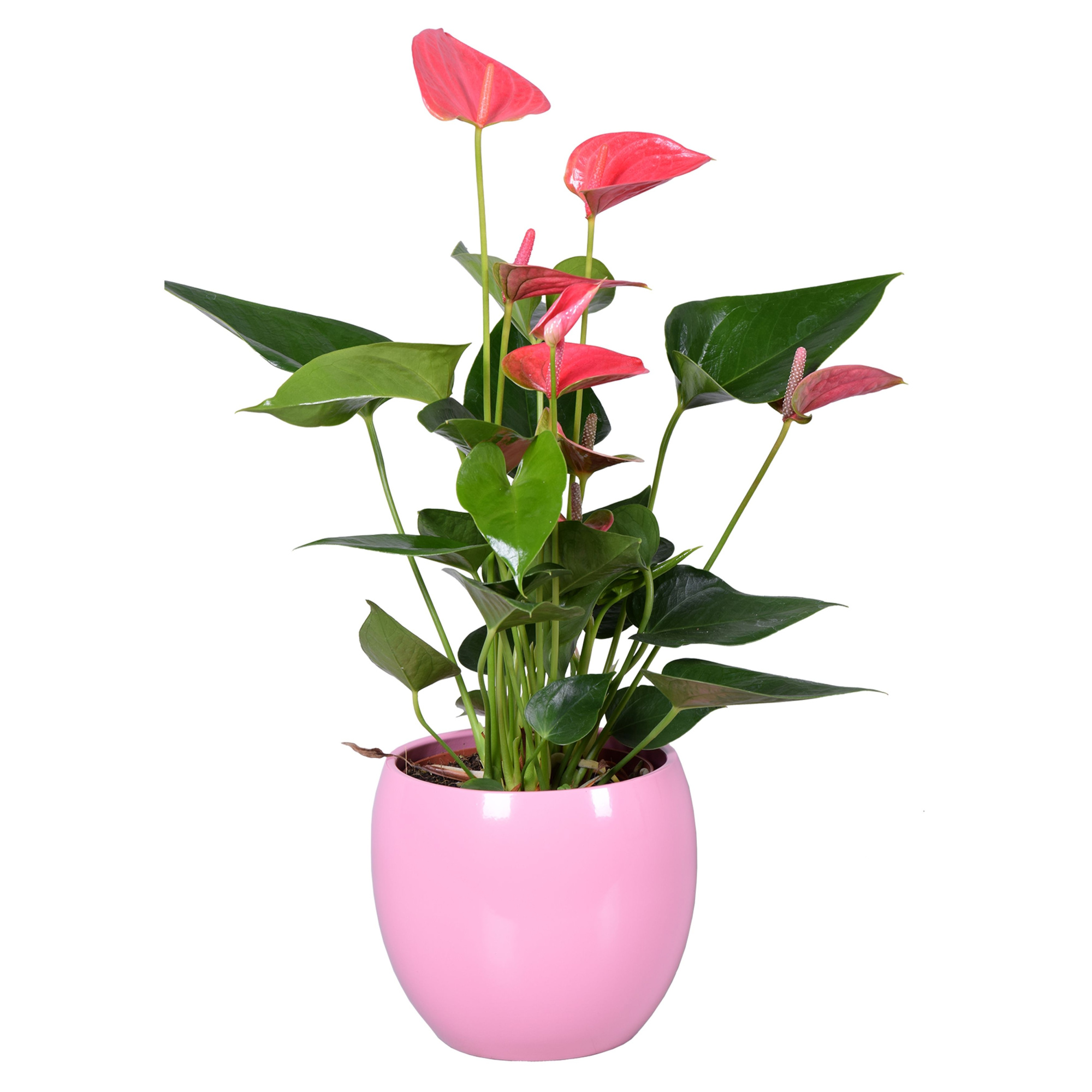 Anthurium Ton sur Ton in roze bolpot, D 13