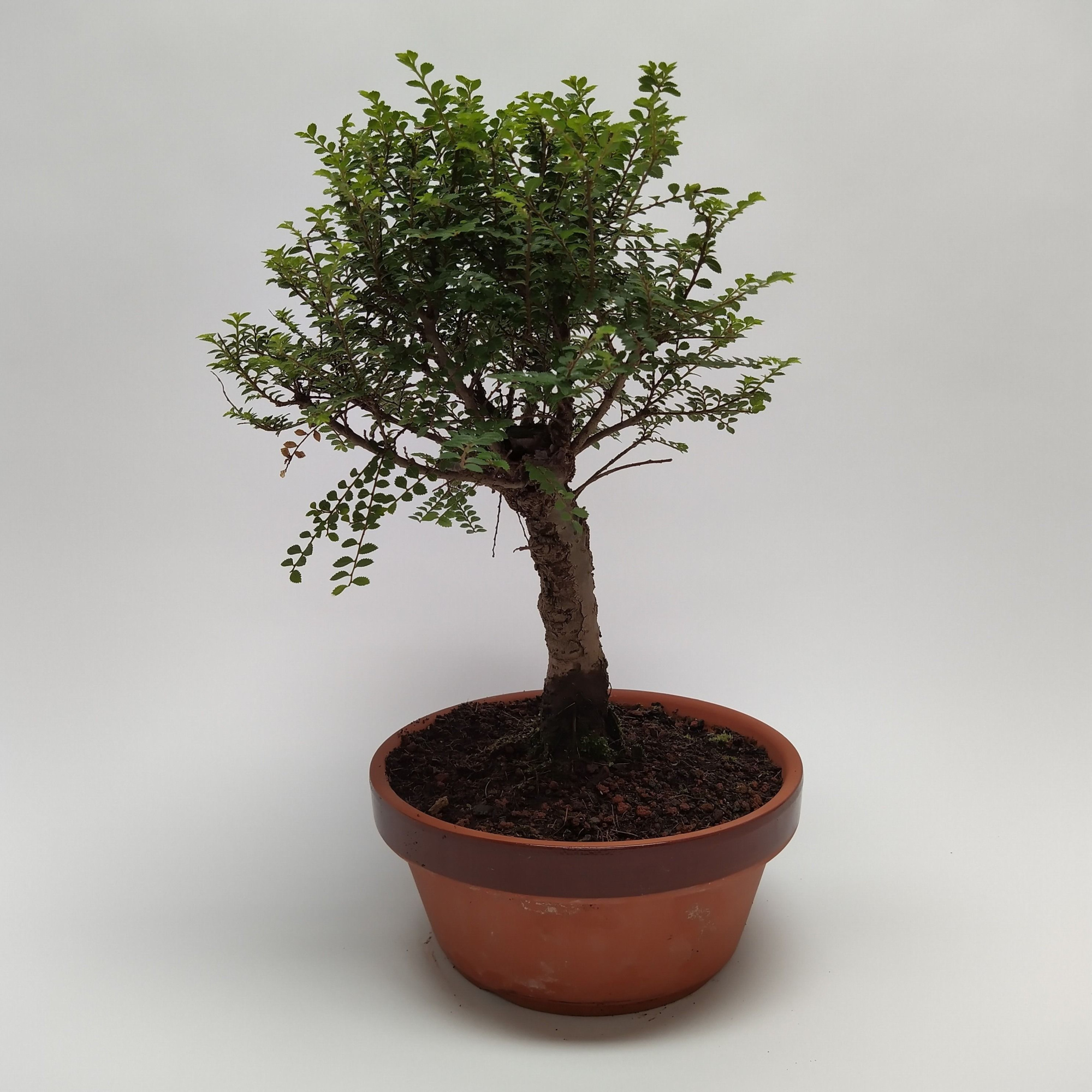 Ulmus 'Hokkaido' Bonsai 22 cm, D 22 cm
