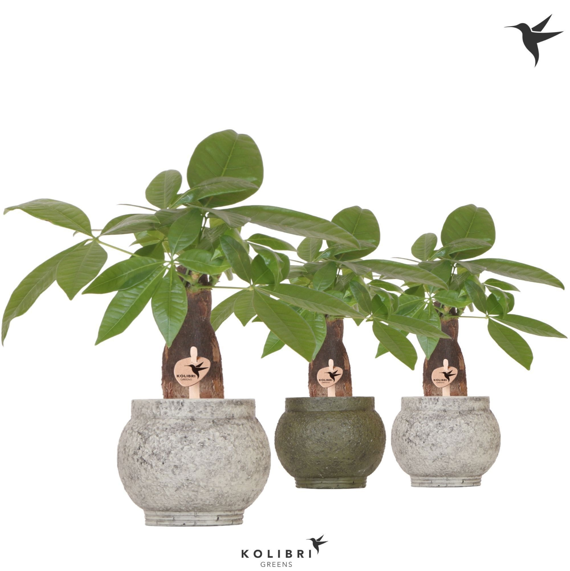 Kolibri Greens Pachira in Ancient pot green mix, D 9