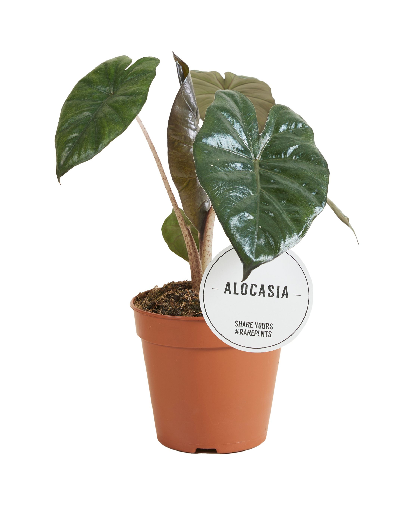 Alocasia Yucatán Princess, D 12