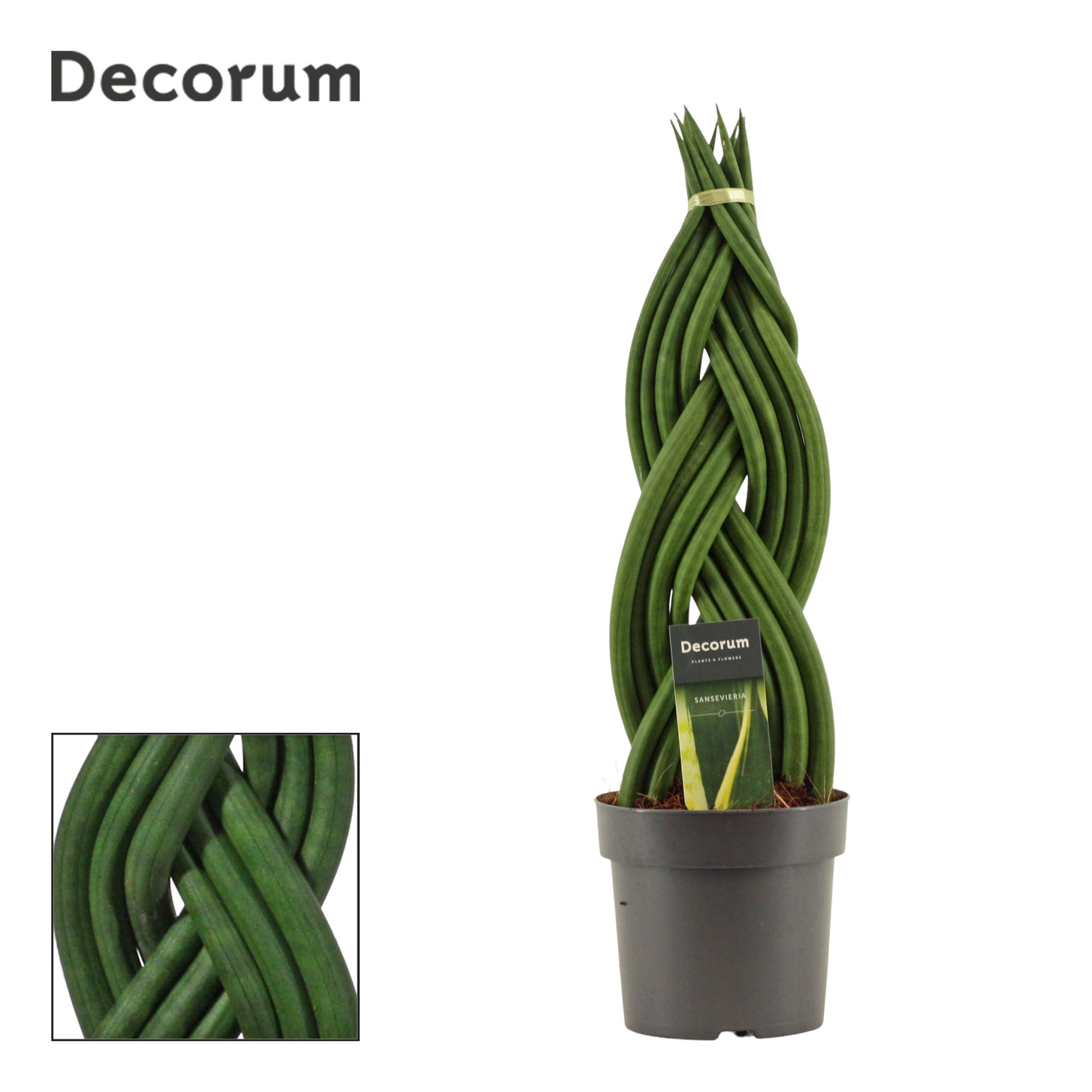 Sansevieria Cylindrica 14 cm Braid (Decorum), D 14
