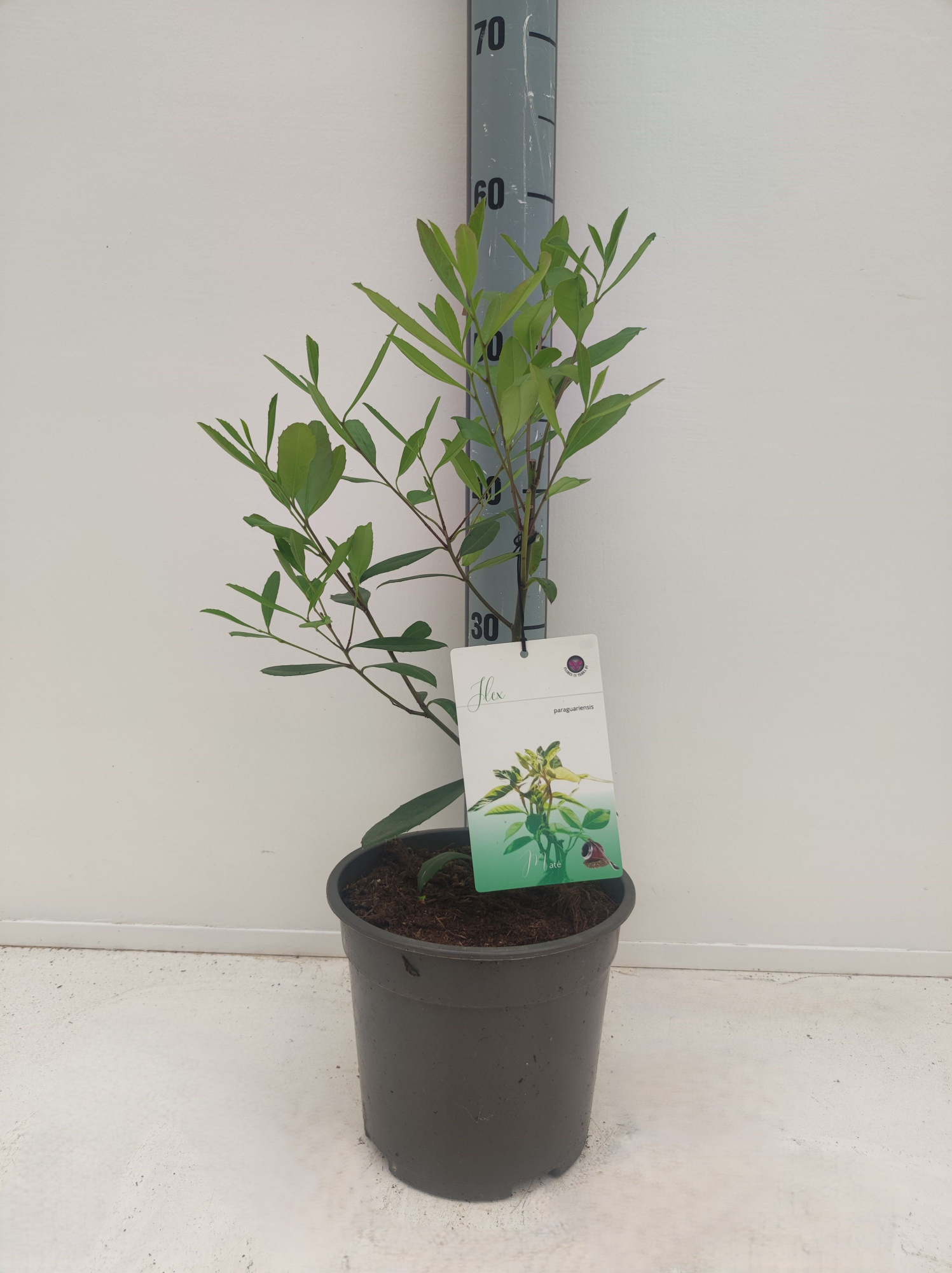 Ilex paraguariensis, D 19 cm