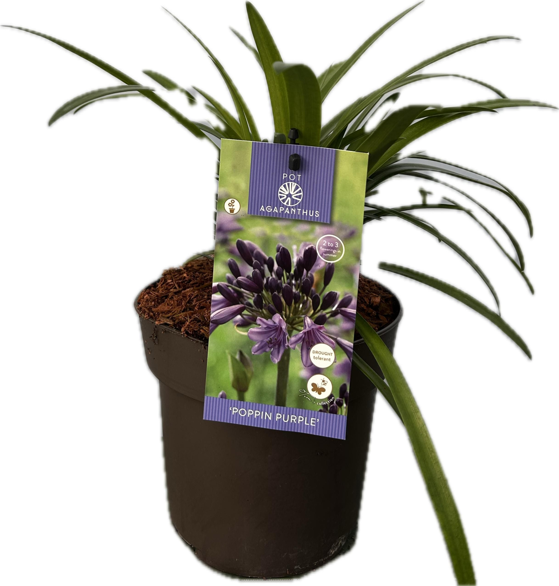 Agapanthus 'Poppin Purple' P17 EVERGREEN, D 17