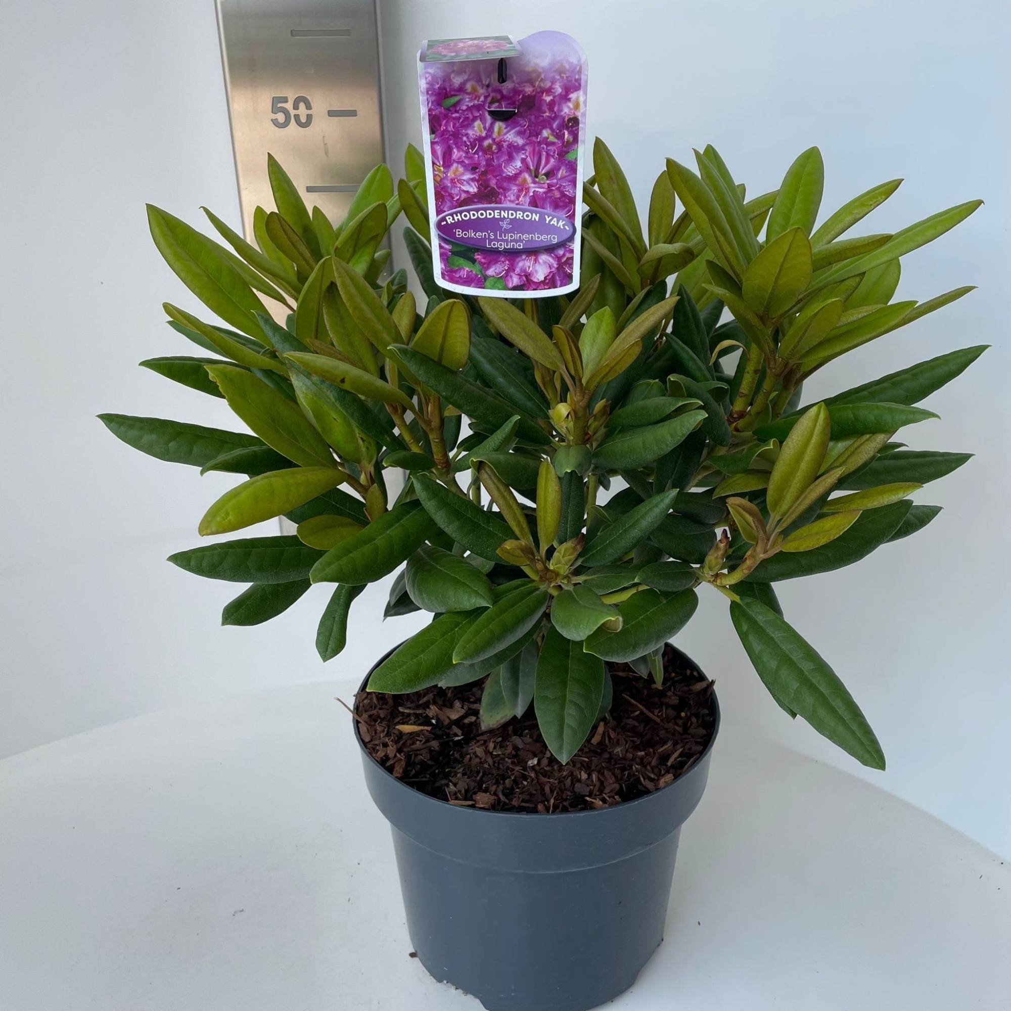 Rhododendron (Y) 'Bohlkens Lupinenberg Laguna', D 23 cm