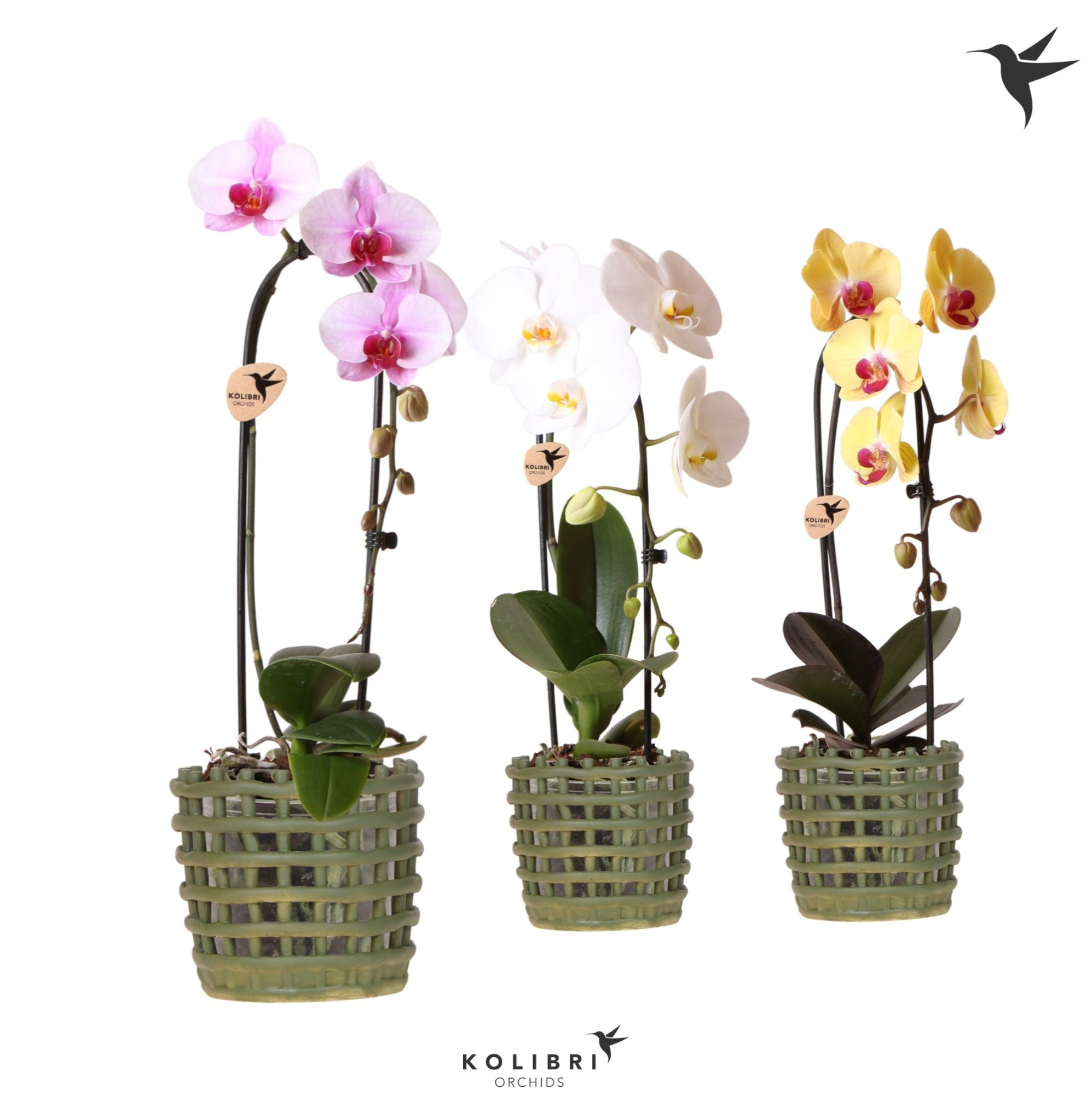 Kolibri Orchids Cascade Niagara Fall mix 1 spike in Mesh pot green, D 12 cm