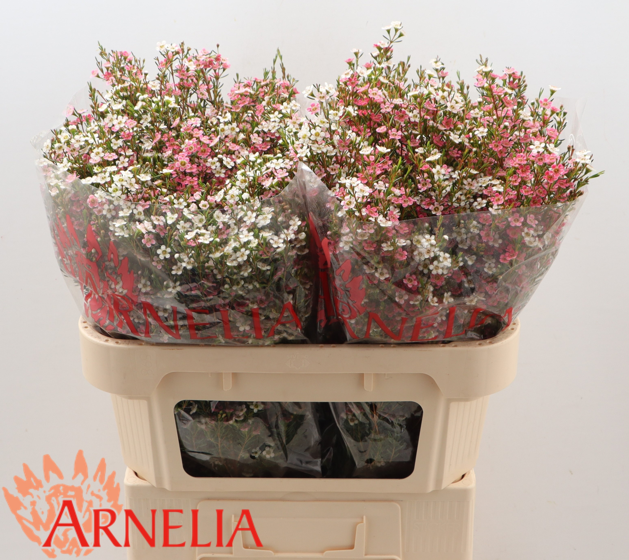 Шамелациум Май Свит Сикстин 70, шт.