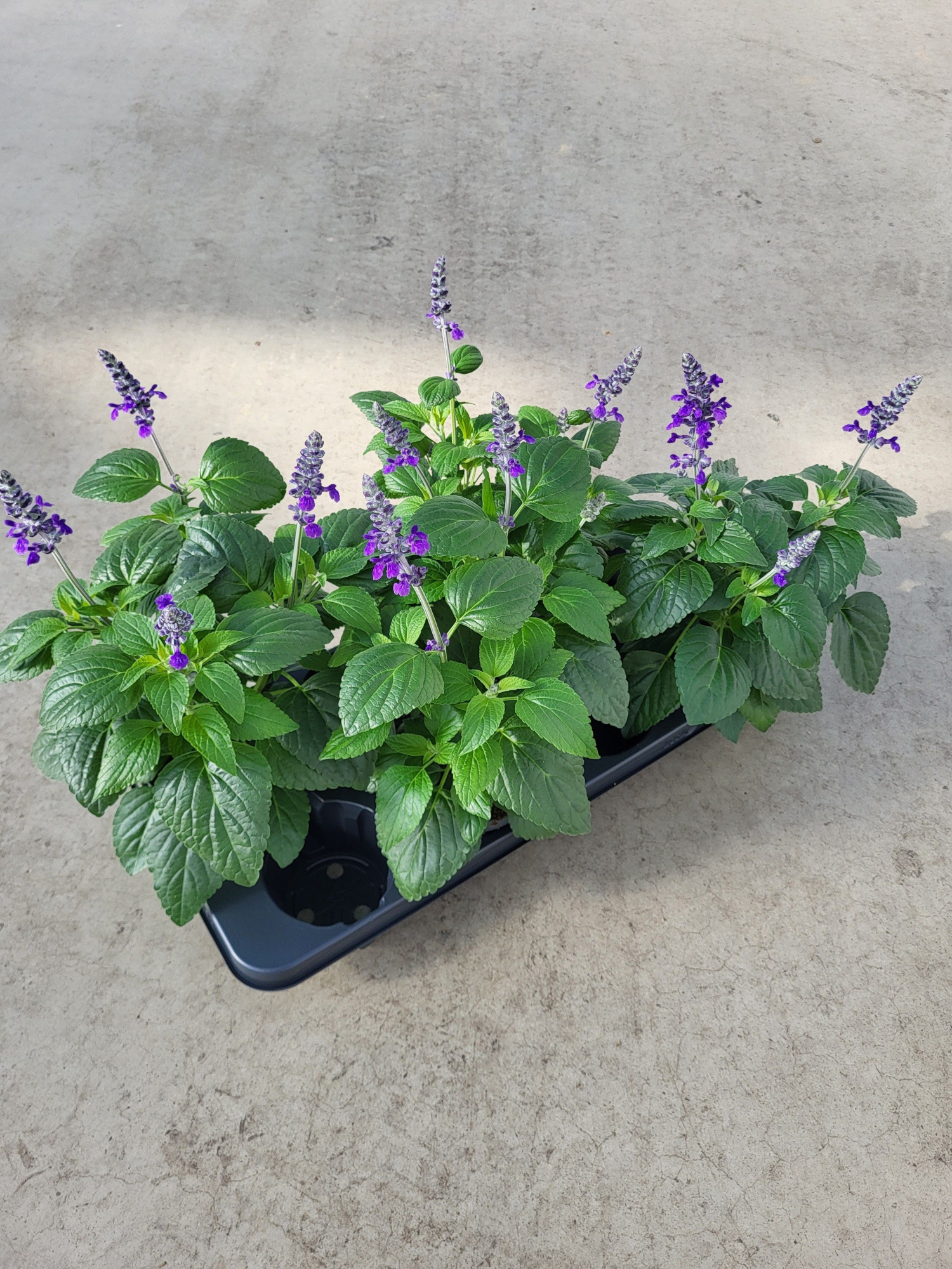 Salvia farinaceae 'Mysty', blauw, D 12