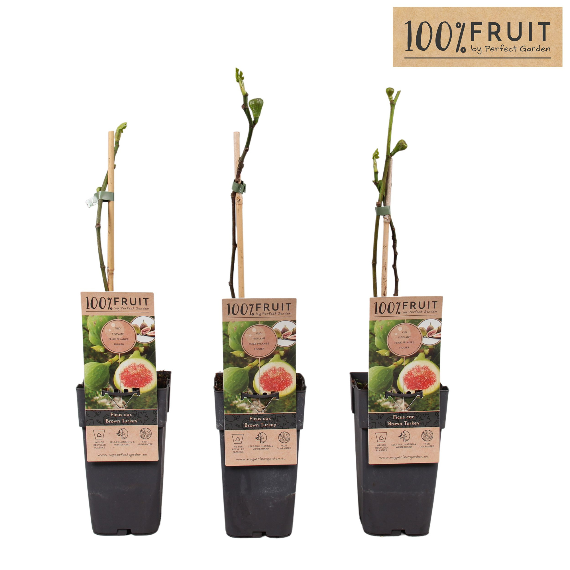 Ficus carica 'Brown Turkey' P15, D 15