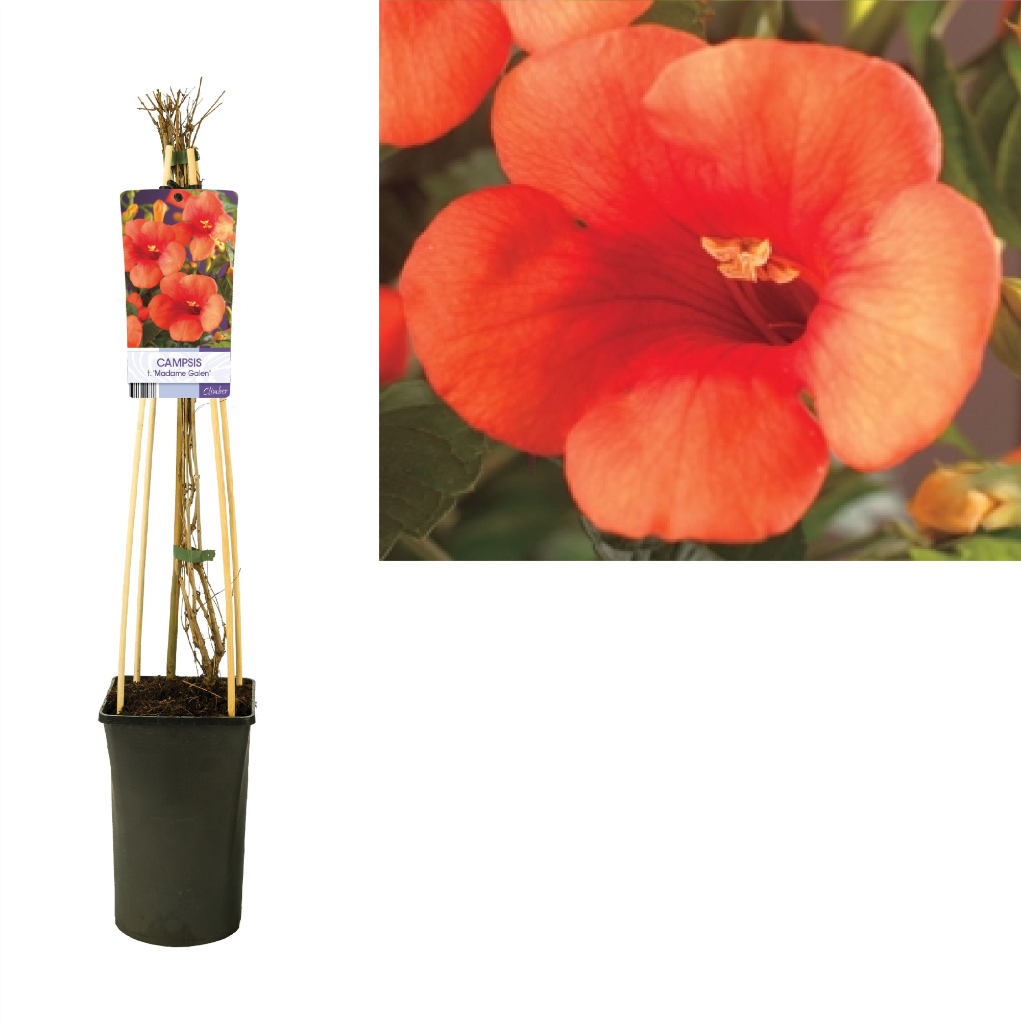 Campsis t. 'Madame Galen' +light label, D 17 cm