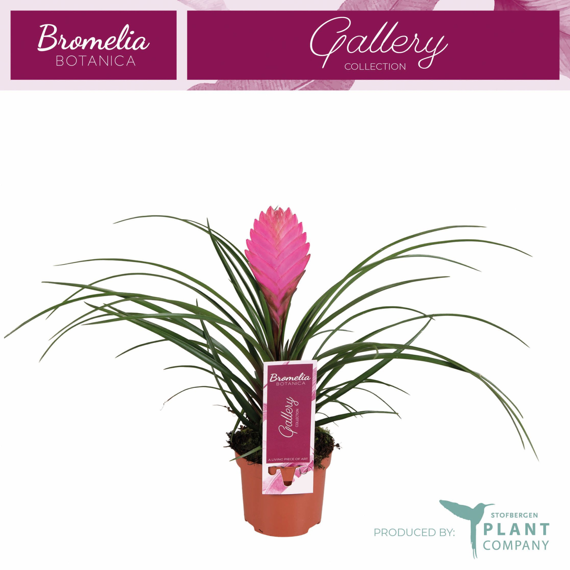 Tillandsia Anita 9 cm, D 9 cm