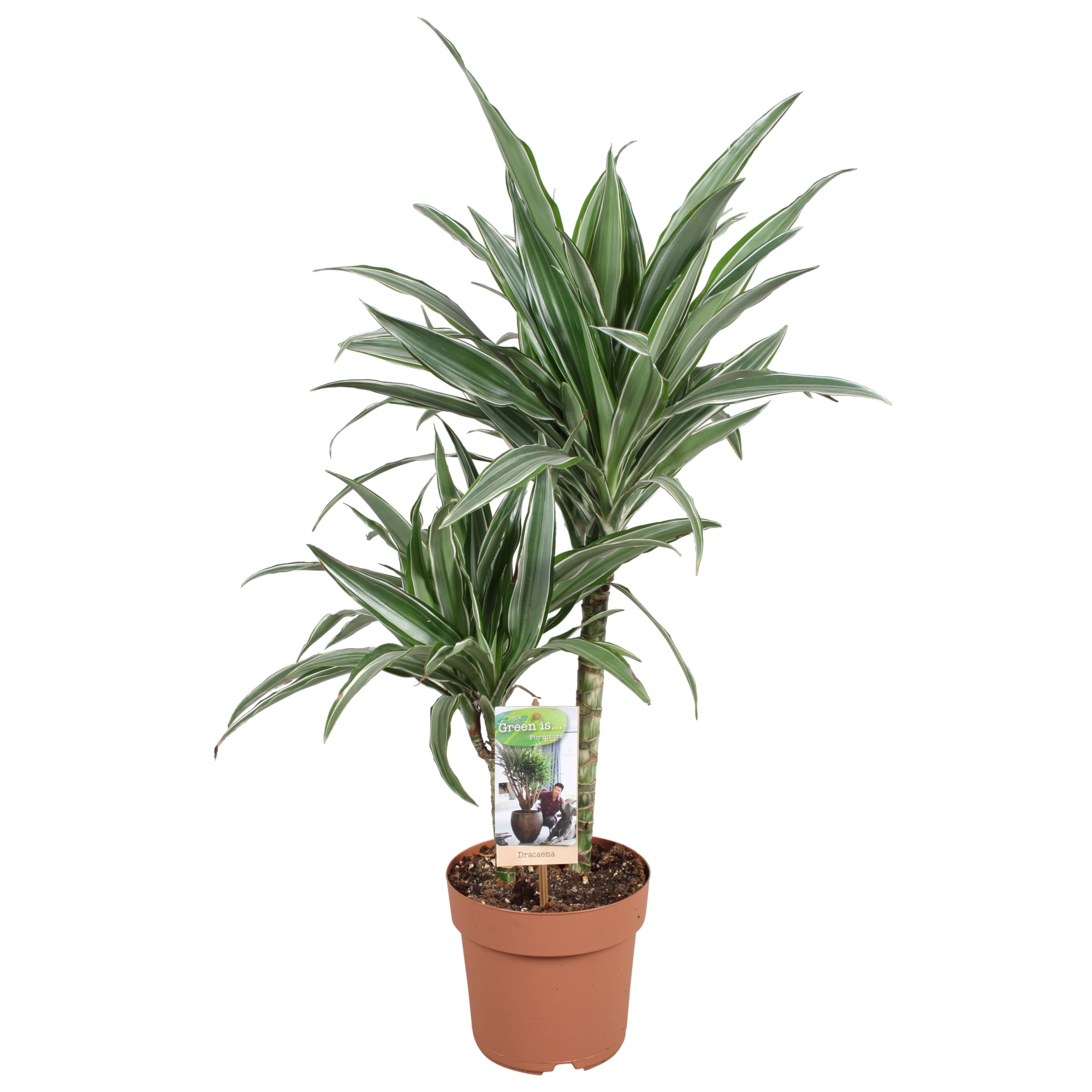 Dracaena Warneckei 30-15, D 17