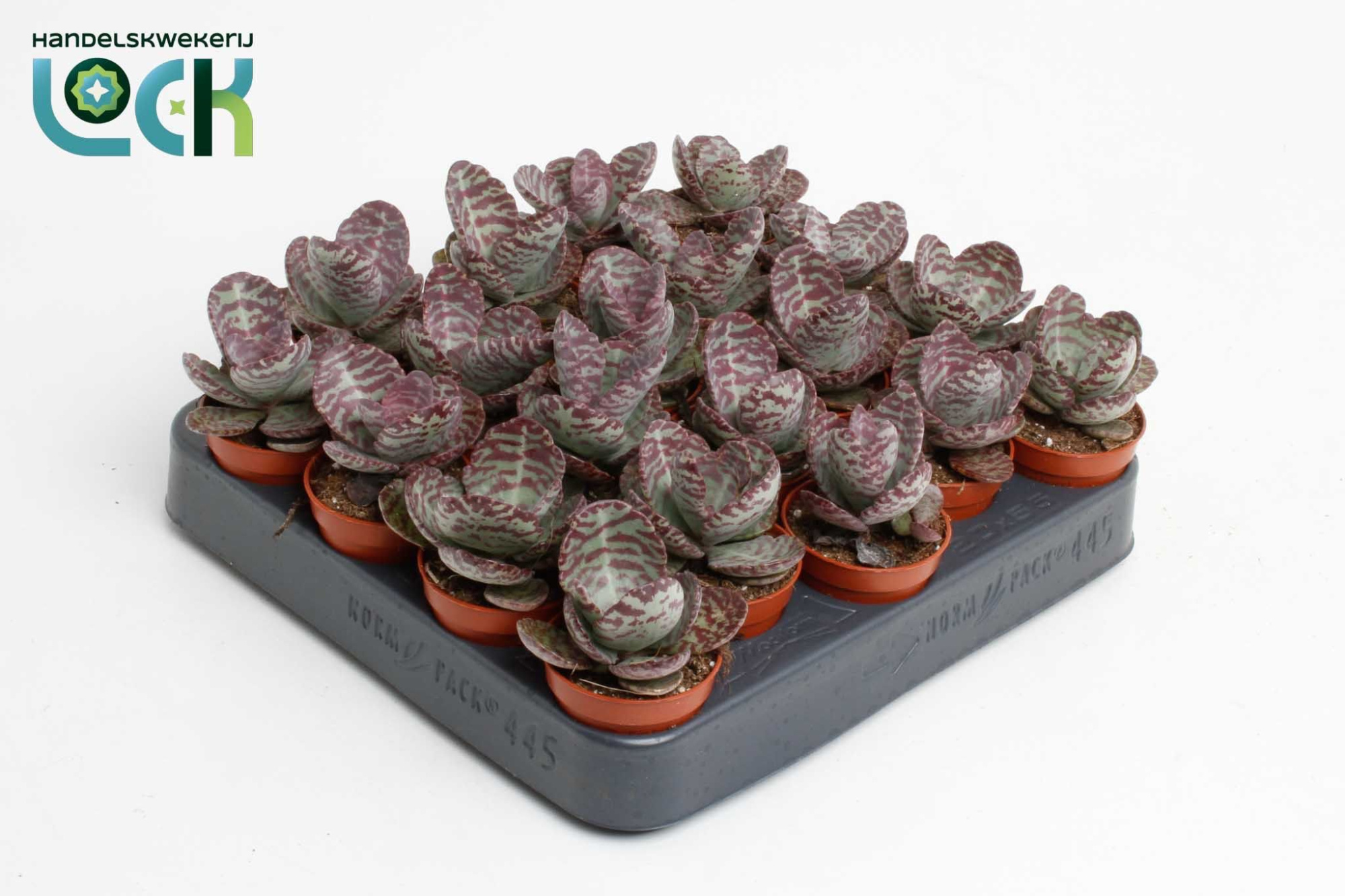 Kalanchoë Zebra, D 5,5 cm