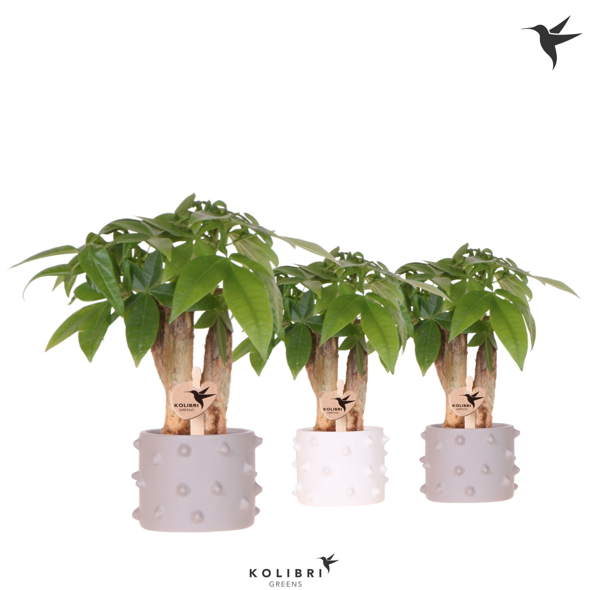 Kolibri Greens Pachira in Spike pot mix, D 6