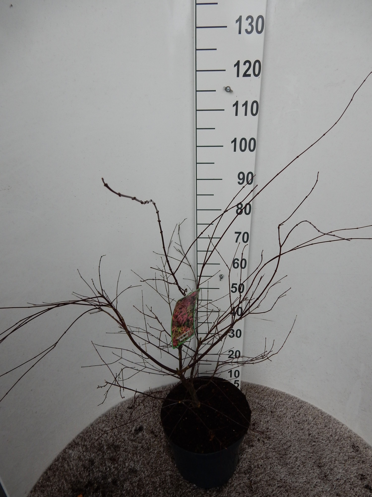Acer palmatum Deshojo 80-100 P28, D 28