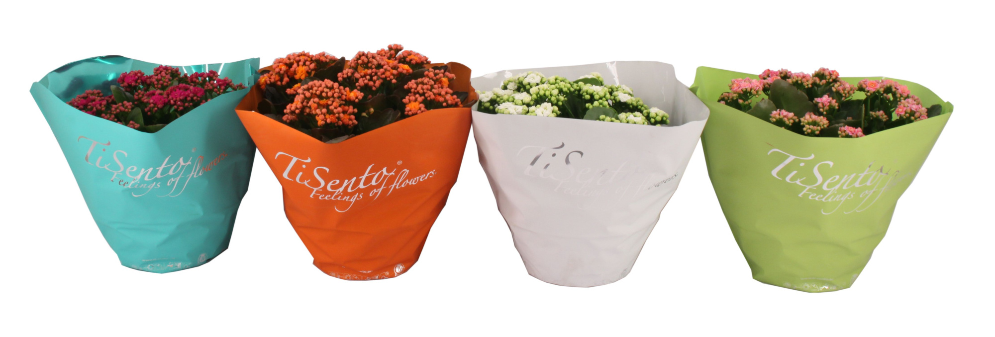 Calandiva 23 cm - Juni Mix, D 23 cm