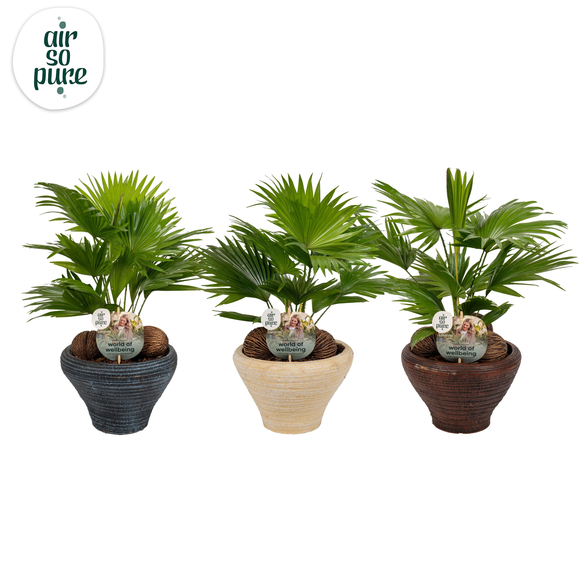 Livistona nr 6 hoedje mix schalen Air So Pure Aspd, D 26 cm